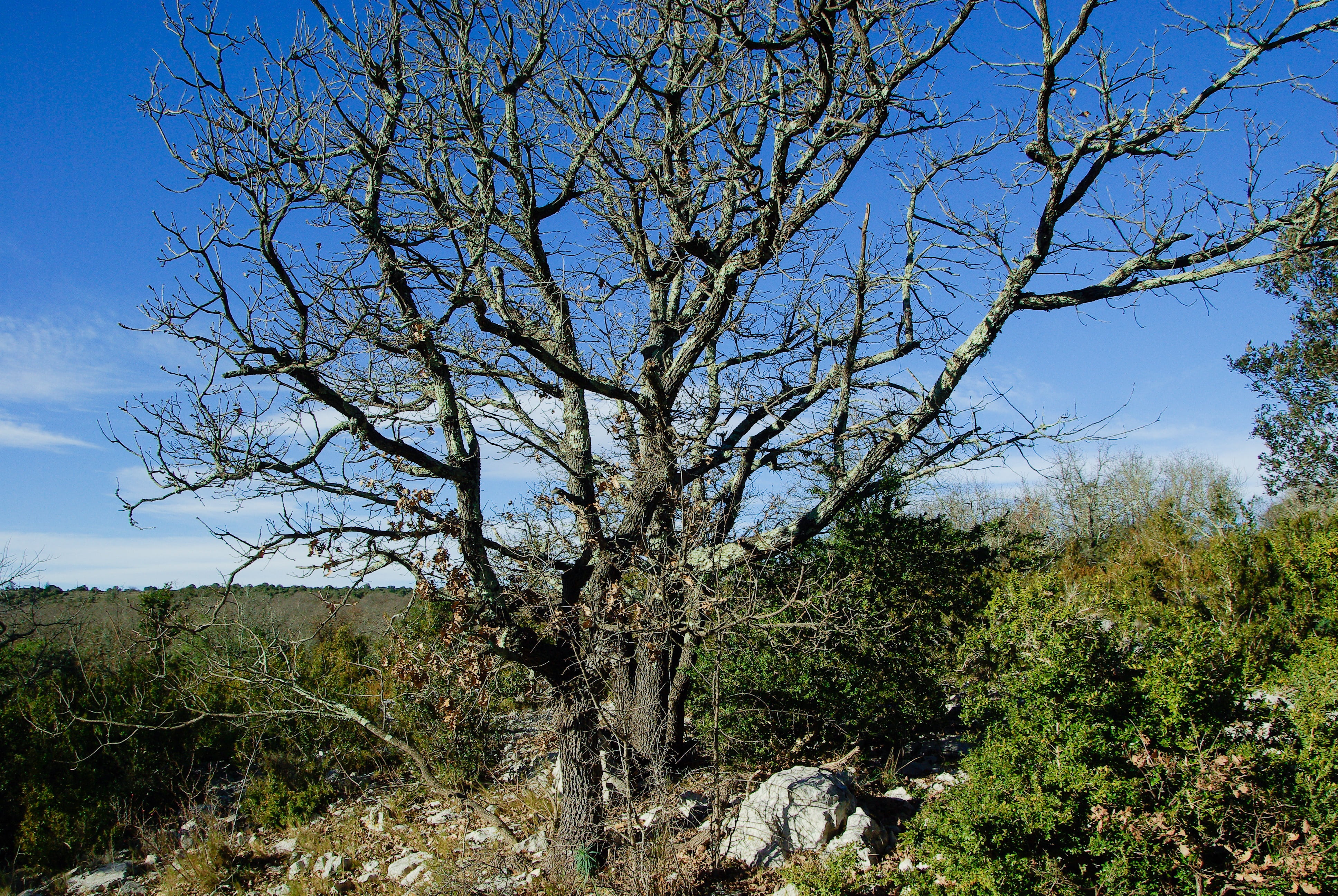 dead tree, land, 4K, nature, plant, maquis, sky, outdoors, environment, bare tree, no people, tree, scrubland, non-urban scene, bushes, tranquility, clear sky, HD Wallpaper