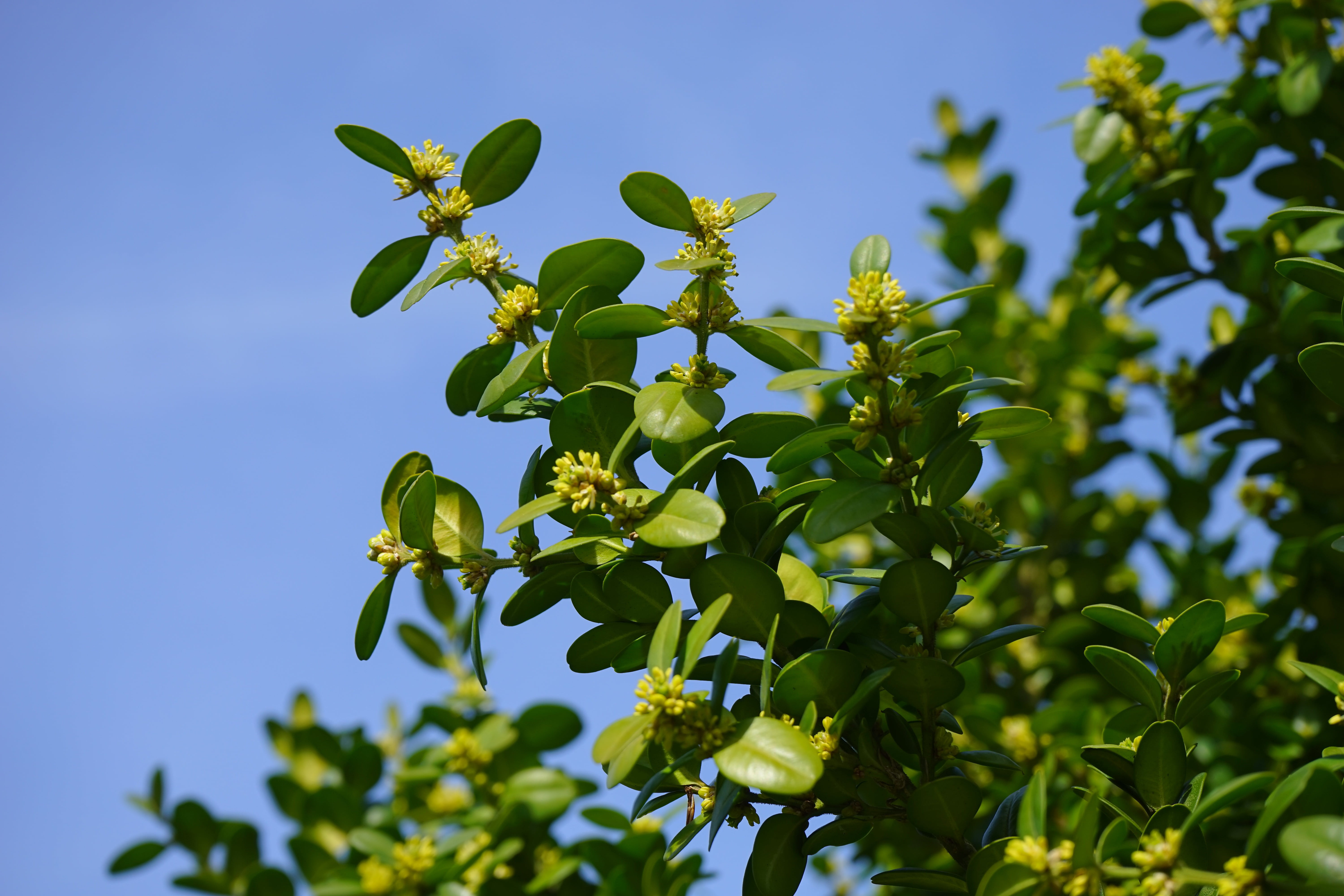 tree, food, plant, clear sky, ornamental shrub, green, fruit, buxus sempervirens, 5K, growth, day, branches, boxwood, ornamental plant, blue, plant part, HD Wallpaper