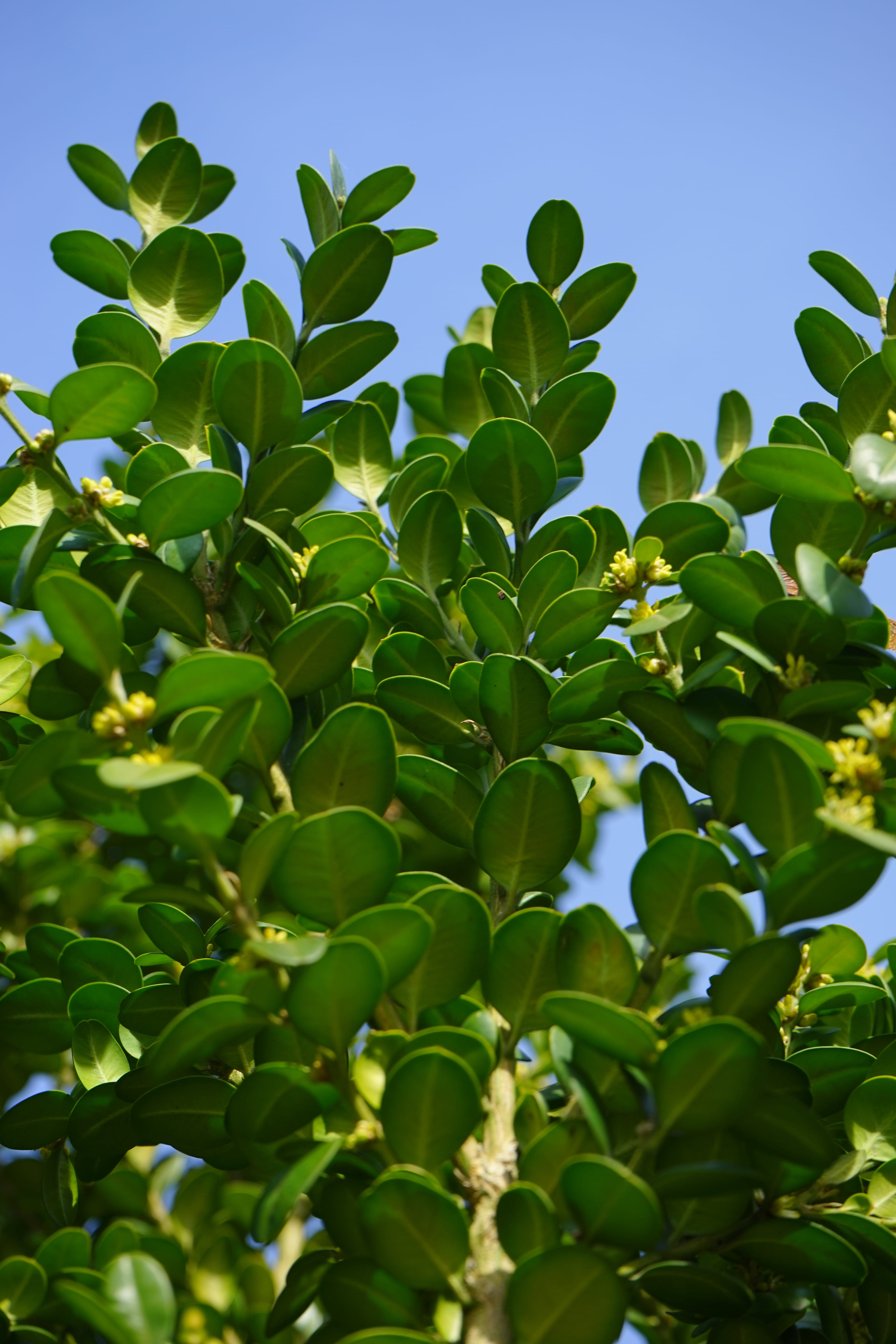 day, ordinary boxwood, low angle view, fruit, nature, Ordinary, Book, buxus, garden plant, 5K, buxus sempervirens, plant, beauty in nature, sky, no people, Phone HD Wallpaper