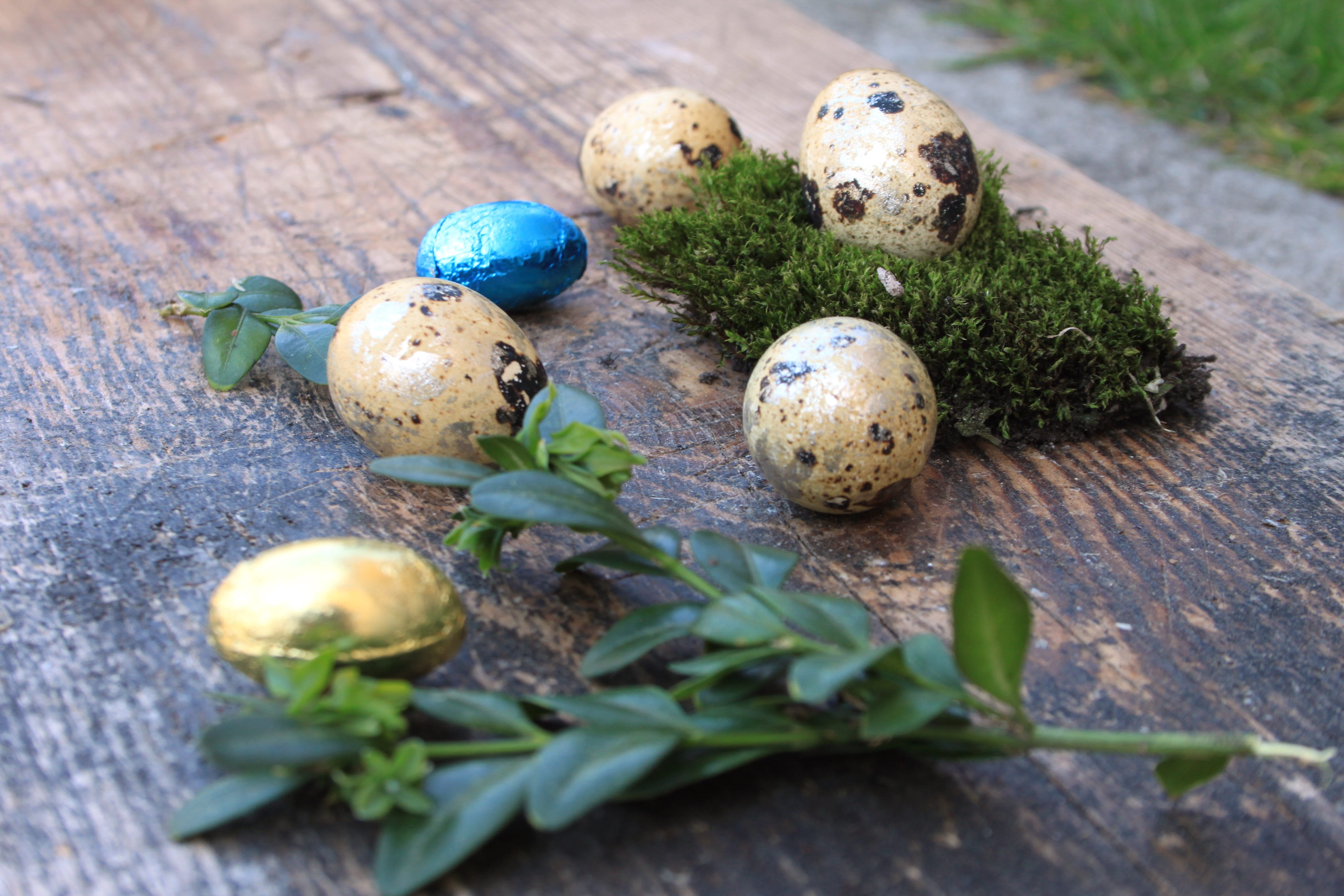 rustic, animal egg, holiday, colored, colorful, custom, nature, 4K, chocolate, natural, easter egg, egg, decoration, boxwood, moss, food and drink, eggs, HD Wallpaper