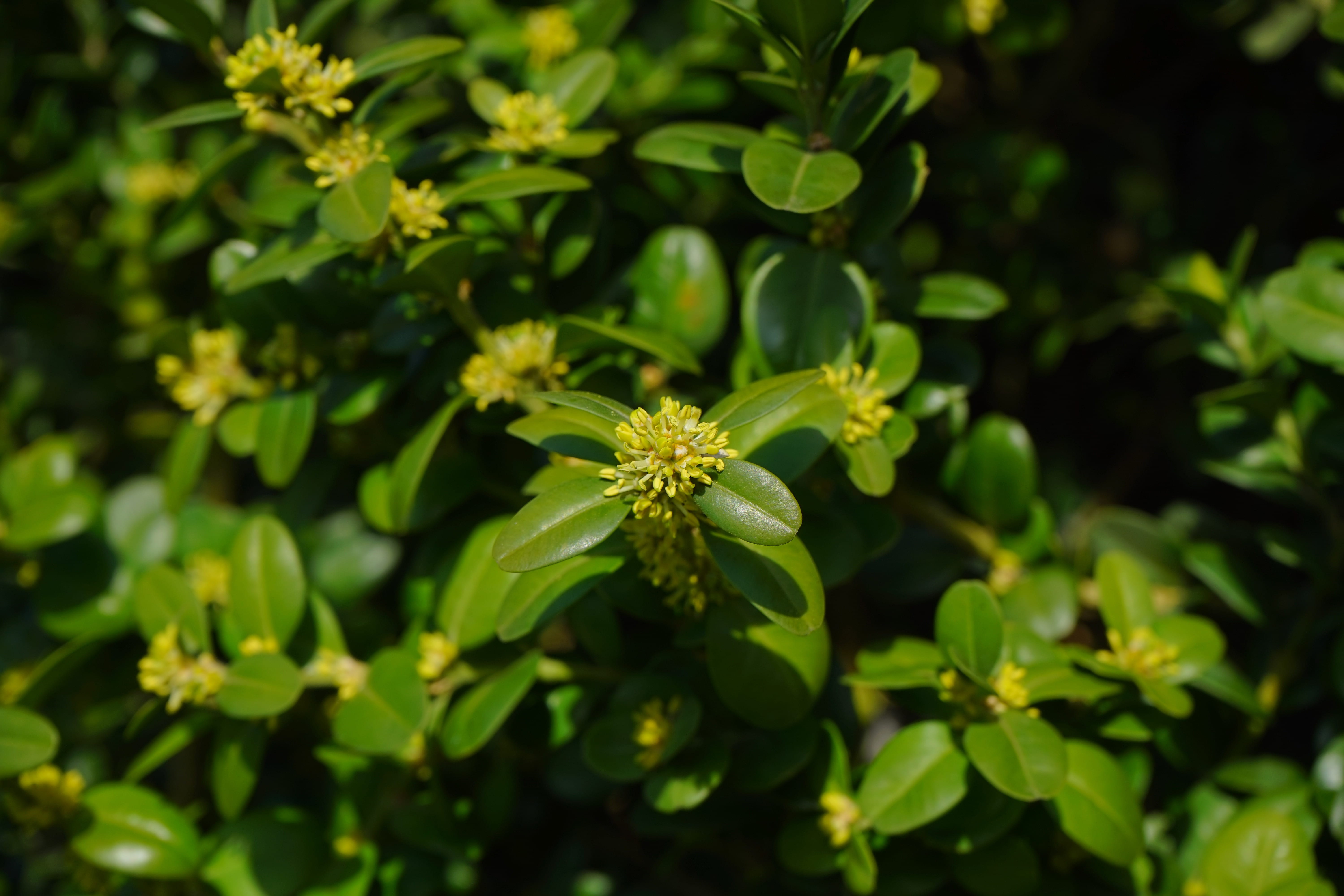 book tree blossoms, medicine, buxus, garden plant, flowering plant, leaves, nature, green color, branches, day, alternative medicine, sunlight, leaf, book blossoms, HD Wallpaper