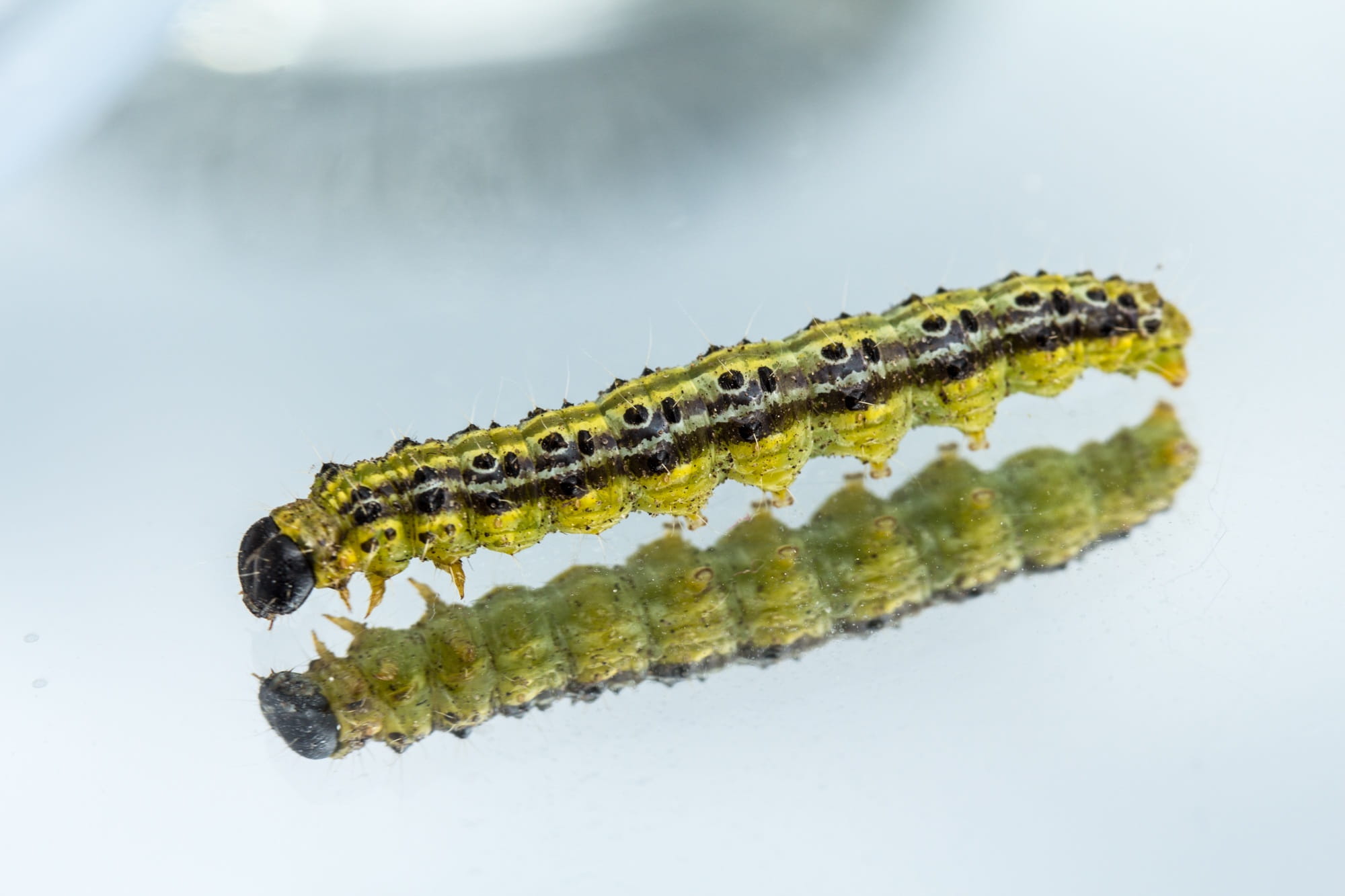 poisonous, focus on foreground, animal body part, Boxwood, animal scale, animal themes, vertebrate, studio shot, one animal, insect, nature, pyralidae, HD Wallpaper