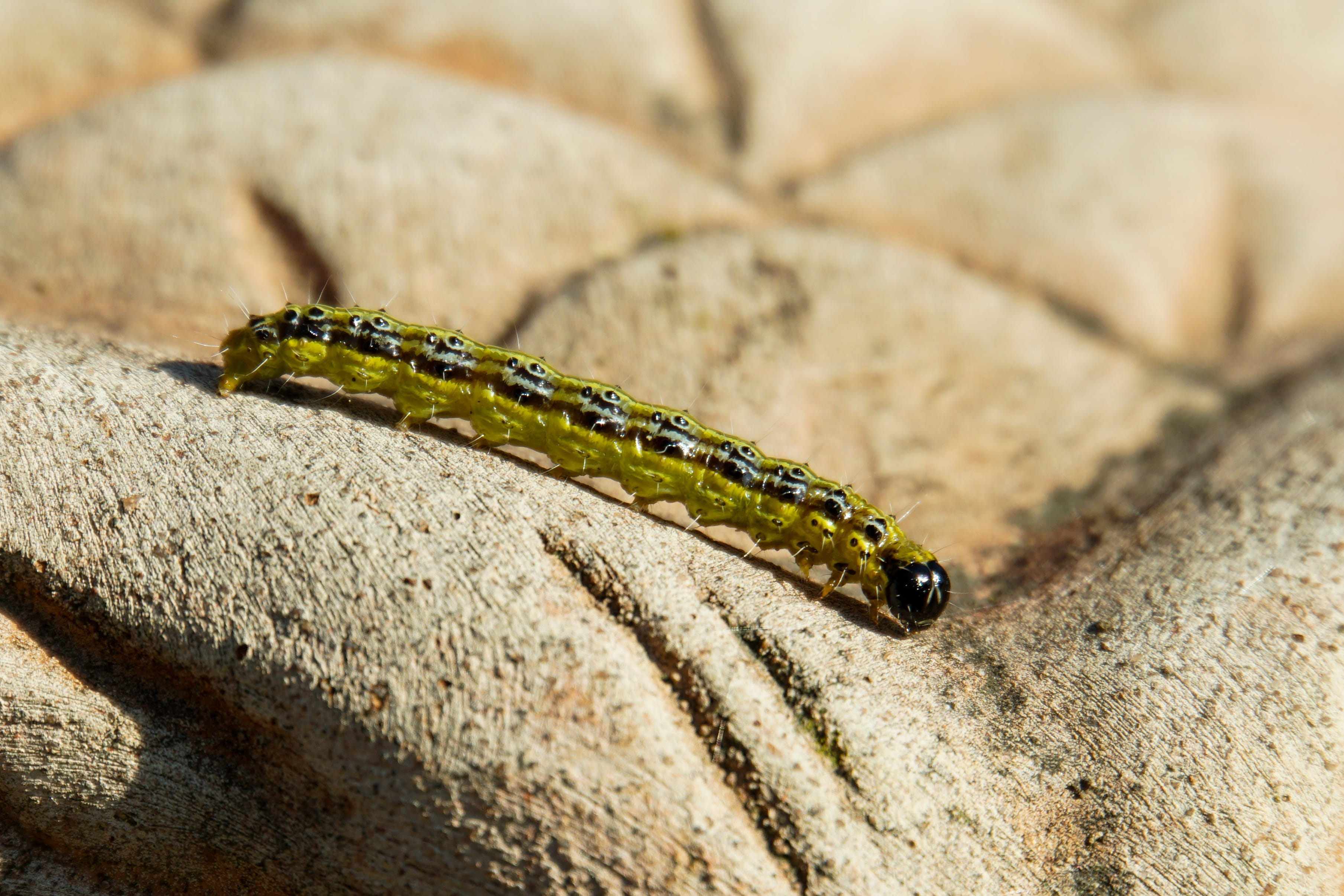 close-up, vertebrate, animal, reptile, pest, book, caterpillar, rock - object, animals in the wild, outdoors, selective focus, boxwood, animal wildlife, HD Wallpaper