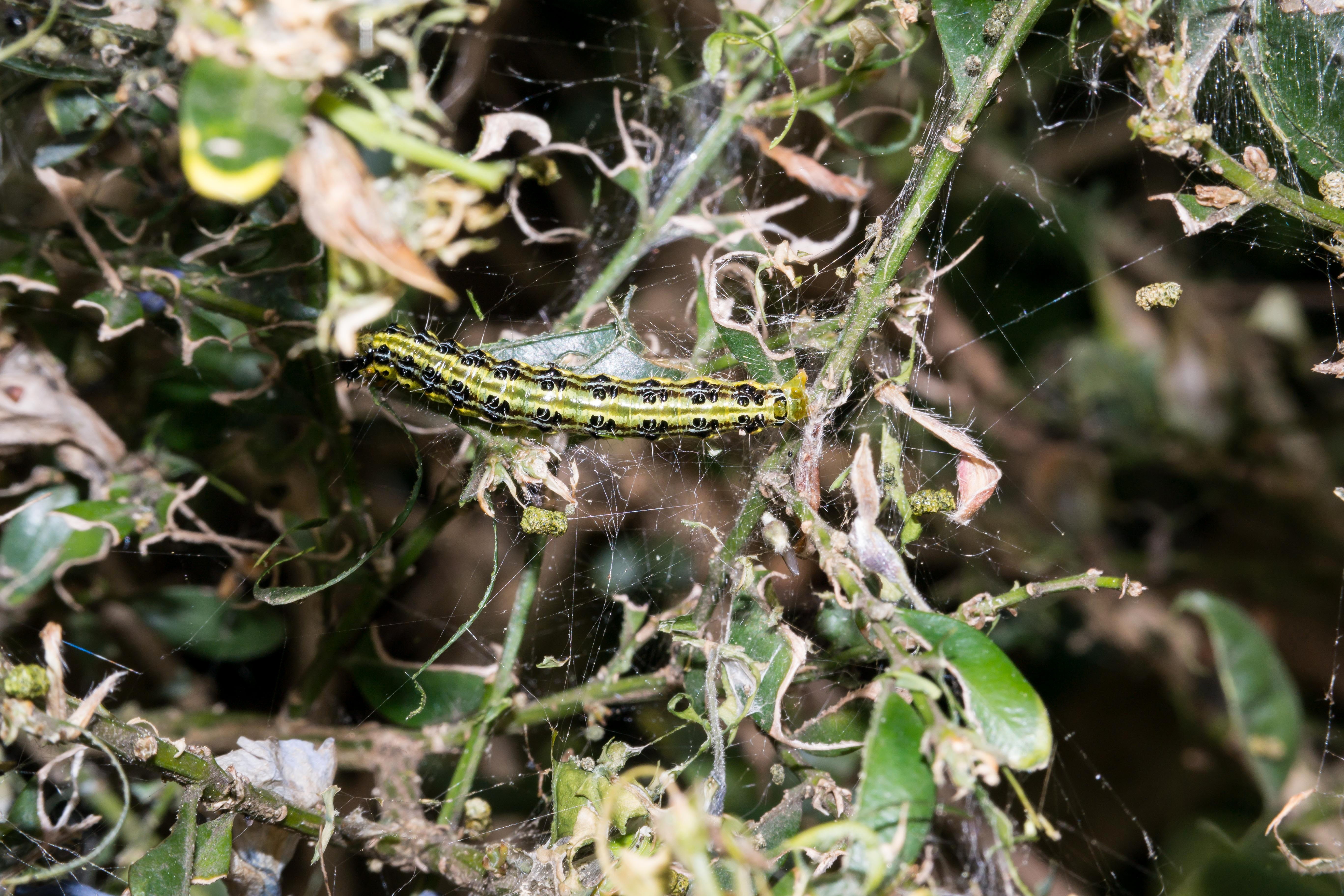 larva, one animal, destroy, Borer, invertebrate, Boxwood, destruction, vertebrate, animal wildlife, green color, growth, focus on foreground, nature, leafes, HD Wallpaper