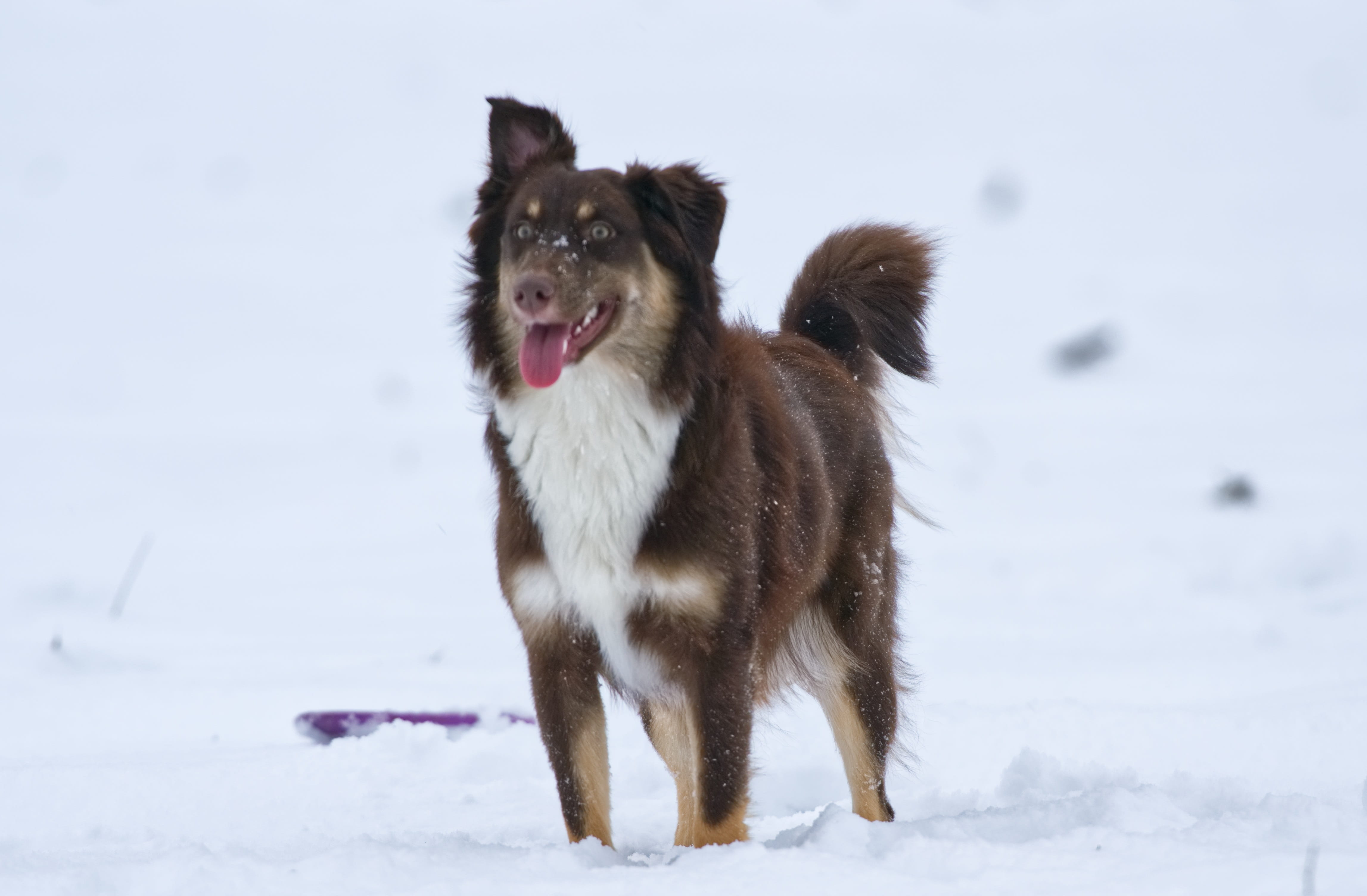winter, dog, red tri, australian shepherd, aussie, pets, covering, standing, vertebrate, mammal, domestic, paws, domestic animals, land, constance, snowcapped mountain, HD Wallpaper
