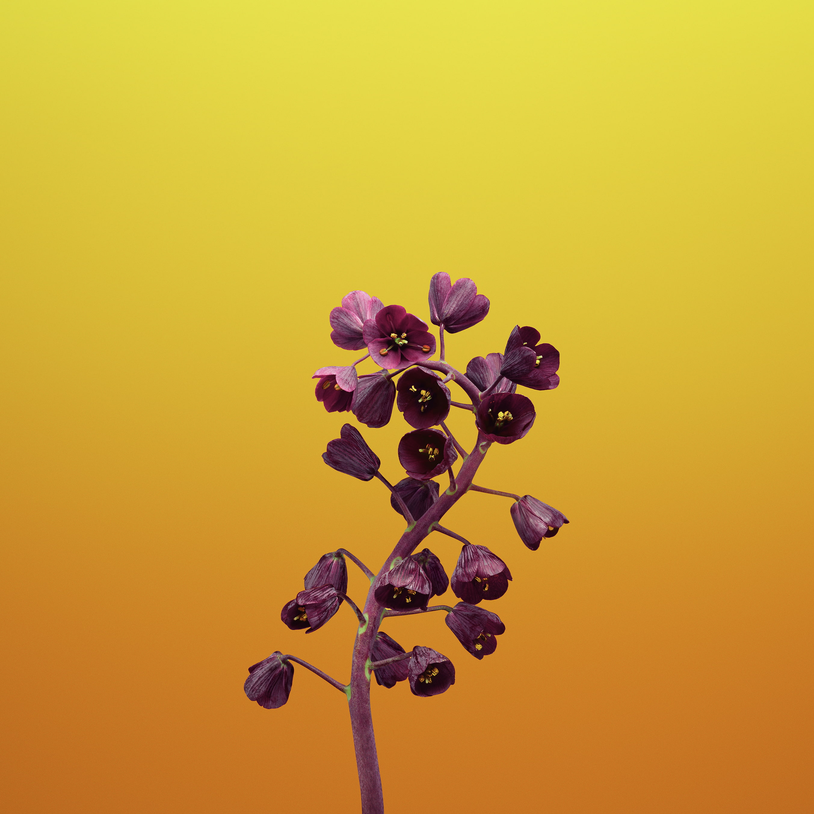 iOS 11, purple, iPhone X, petaled, flower, iPhone 8, Fritillaria, Stock, HD, 2K, Phone HD Wallpaper