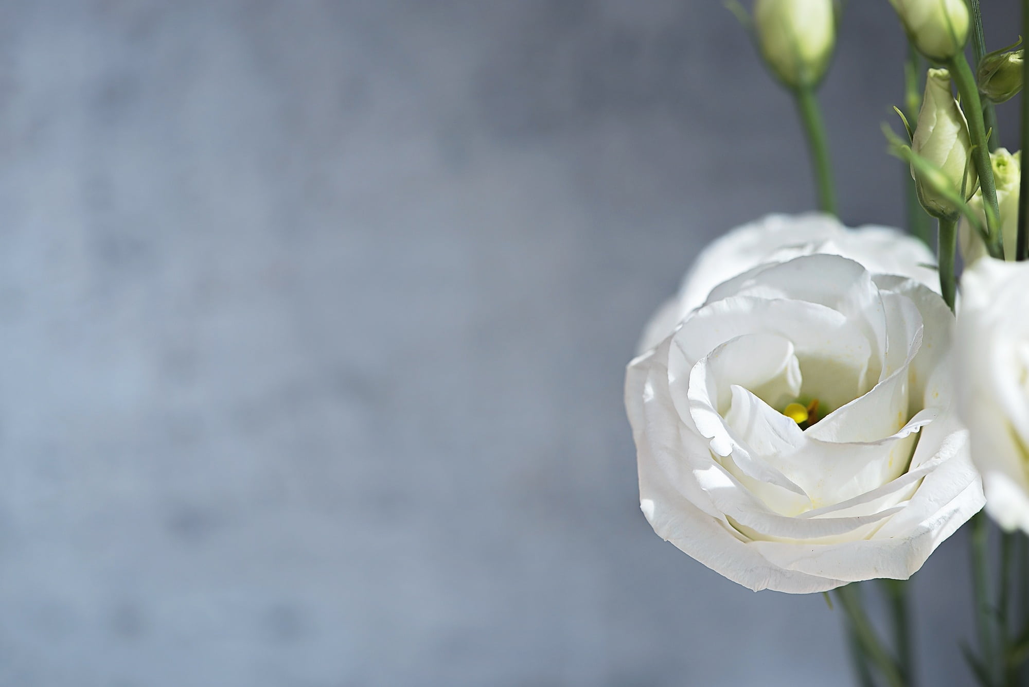 text dom, sweet, bouquet, flower head, flower, nature, vulnerability, springtime, shallow, close-up, rose - flower, rose, bloom, flowering plant, outdoors, HD Wallpaper