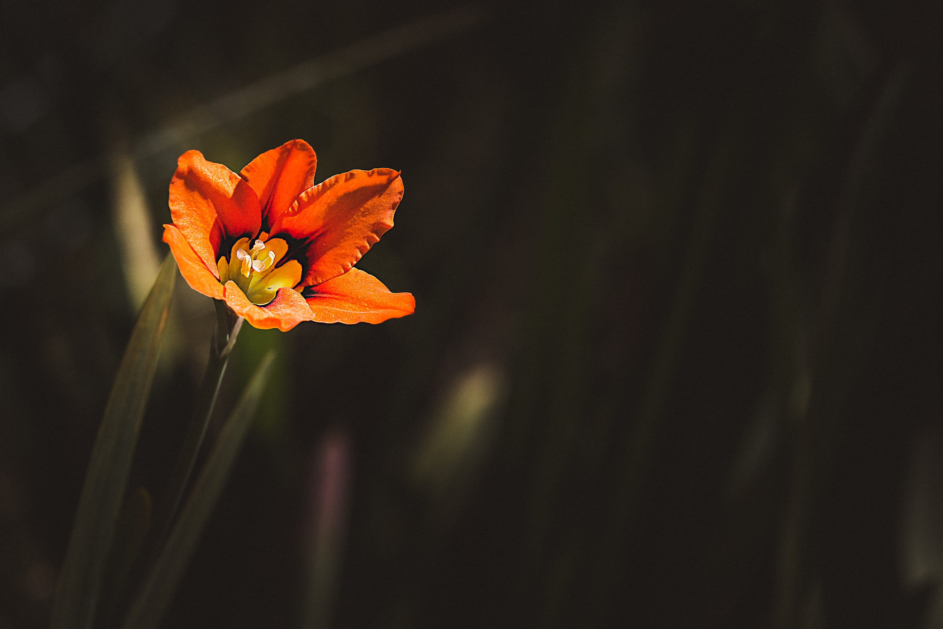 petal, close, orange color, focus, beauty in nature, garden, photography, flower, spring, daytime, text dom, growth, summer, shallow, black background, HD Wallpaper