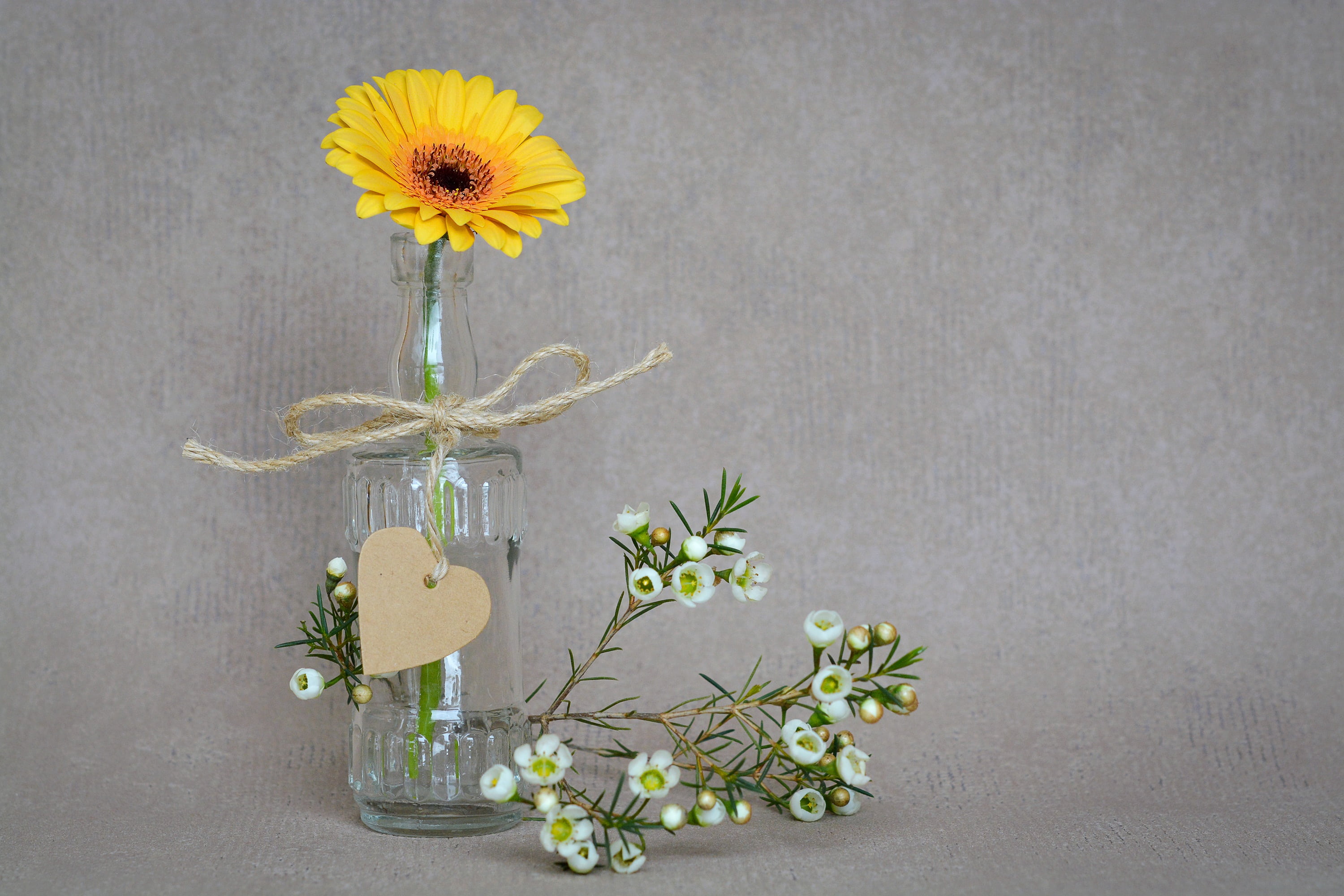 yellow, flowering plant, gray, still life, glass, freshness, close, gray background, flower head, flower arrangement, flower, growth, close-up, fragility, HD Wallpaper