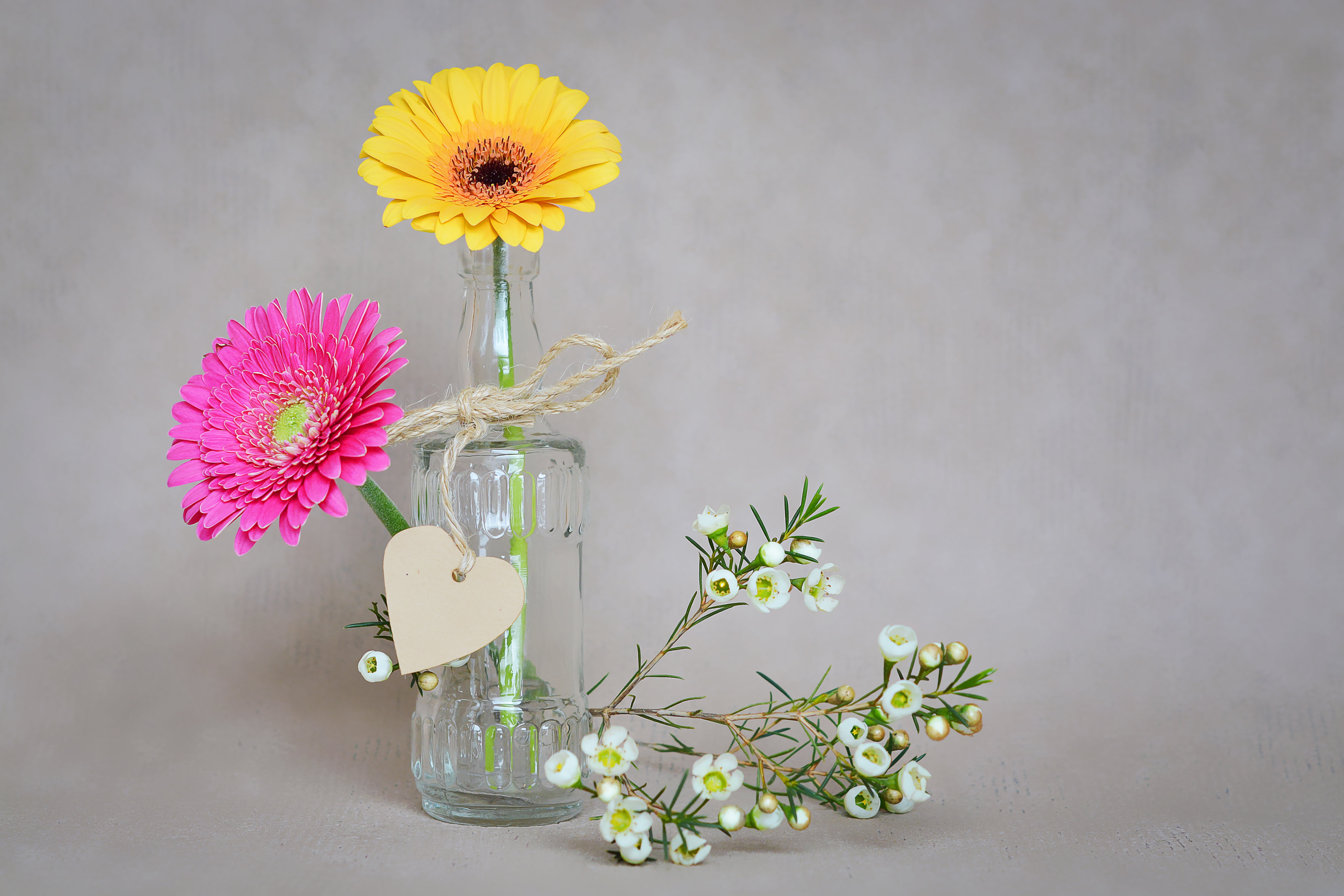 freshness, frangipani, springtime, 5K, sunflower, decoration, petals, studio shot, gray, flower arrangement, indoors, no people, still life, gray background, HD Wallpaper