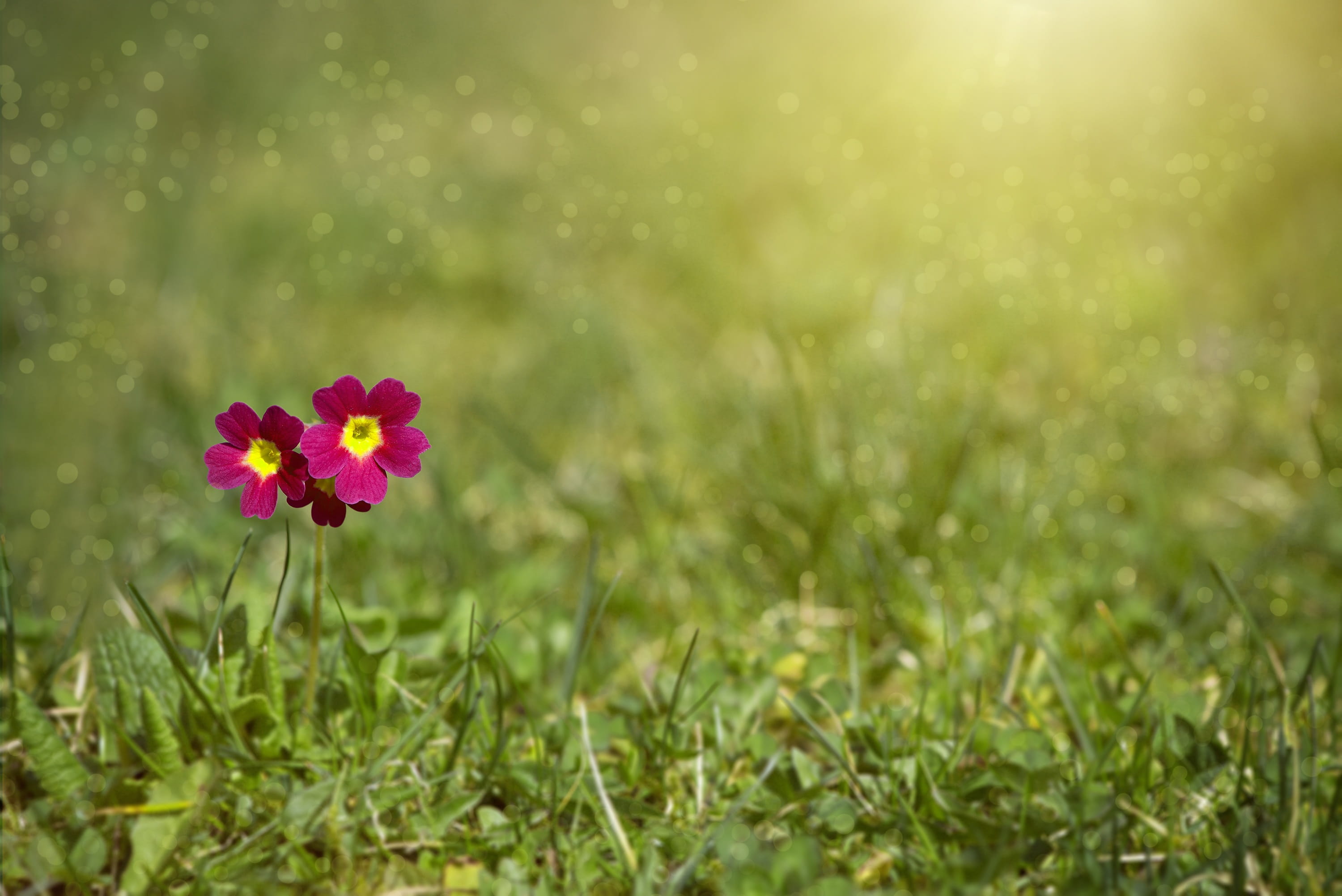 text dom, flower, grass, primrose greenhouse, flower Head, petal, freshness, field, nature, close, close-up, daisy, flowers background, pink color, sunlight, HD Wallpaper