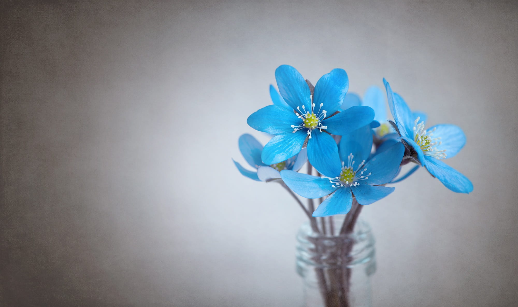 blue background, vulnerability, forest flower, in clear, bunch of flowers, beauty in nature, close, petal, glass bottle, nature, bottle, glass, vase, flowers photography, HD Wallpaper