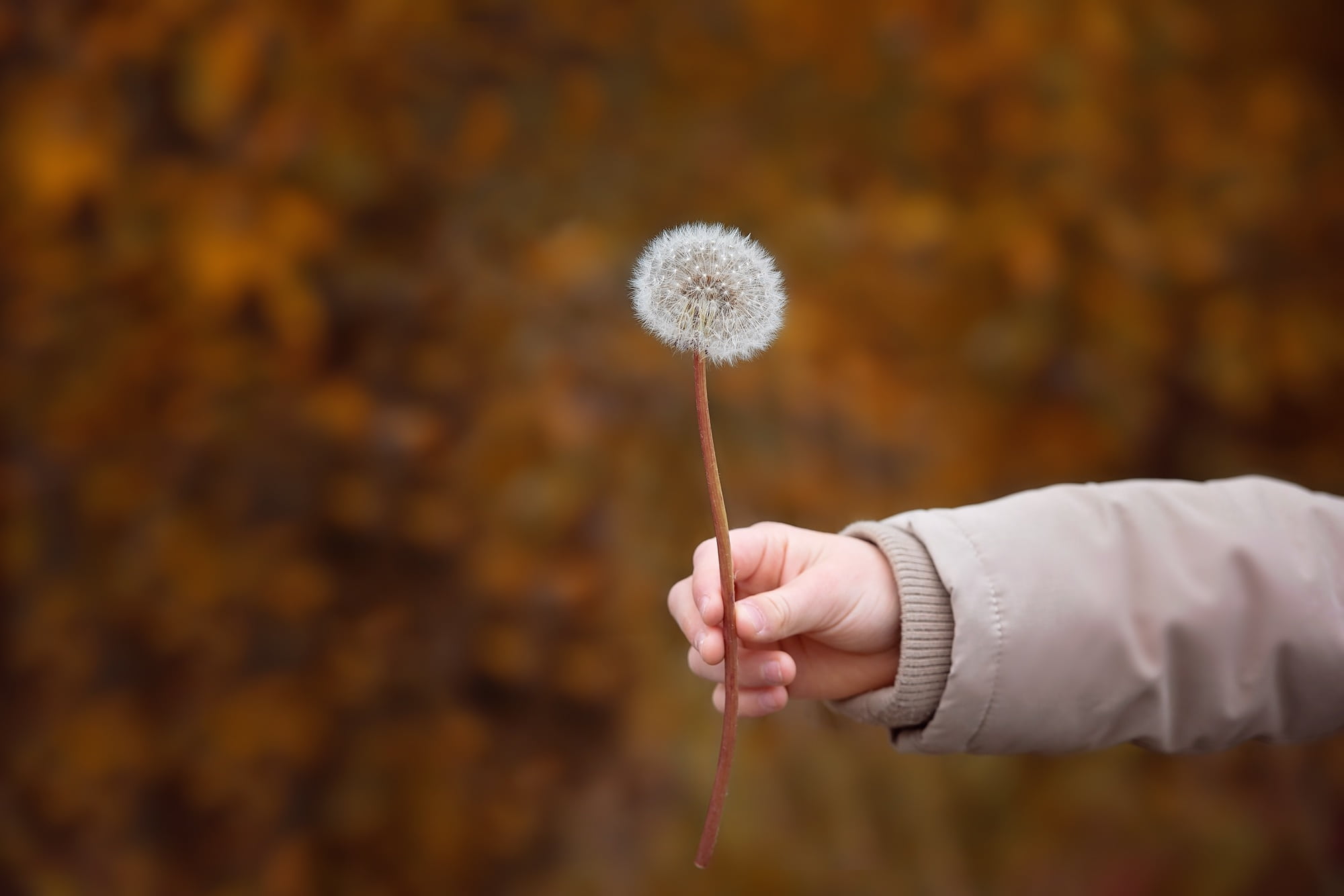 kid, focus on foreground, focus, one person, springtime, person, summer, close, people, arm, human, autumn, dandelion, vulnerability, holding, human Hand, HD Wallpaper