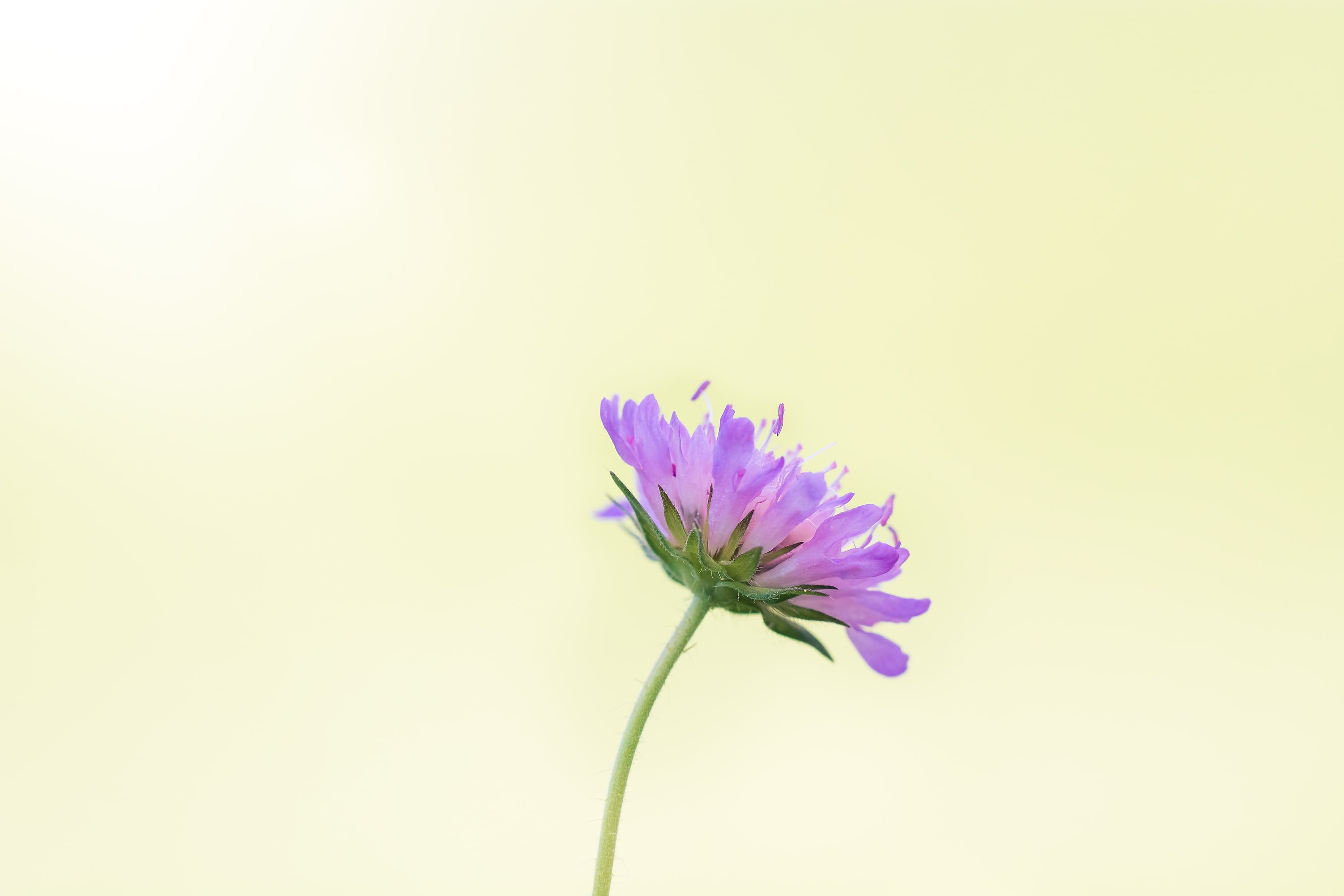 no people, deaf-skabiose, flowering plant, close, freshness, softness, petal, vulnerability, nature, side, summer, purple, flower, beauty in nature, growth, HD Wallpaper