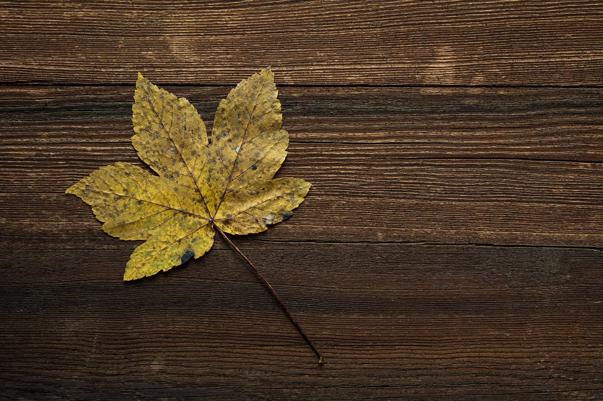 fall color, still life, leaves, soapberry plant, dry, autumn, fall foliage, no people, plant, maple, maple leaf, leaf, directly above, background, high angle view, HD Wallpaper