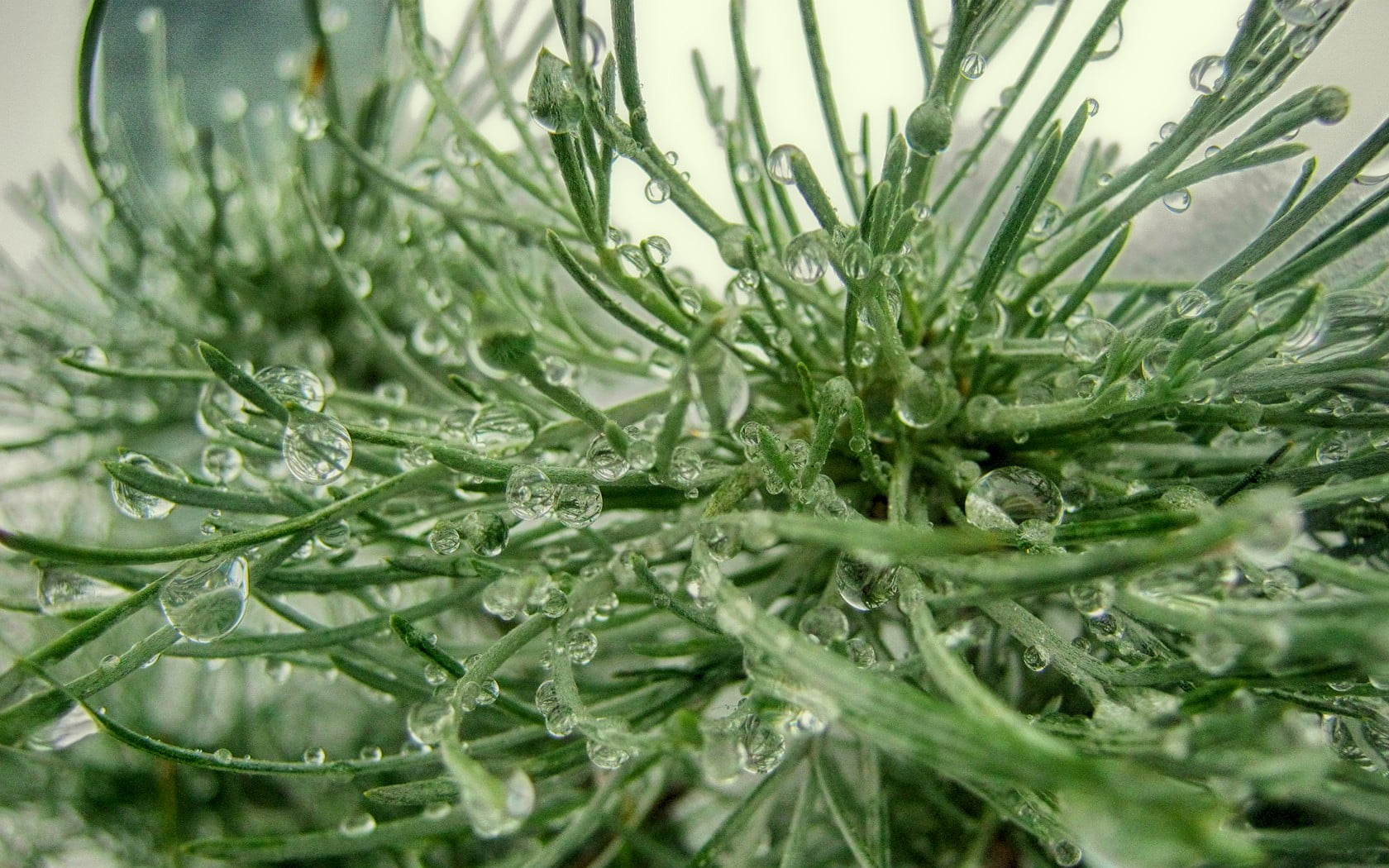 720P, needle - plant part, nature, water, winter, coniferous tree, plant, full frame, no people, backgrounds, plant part, growth, drop, wet, water drops, HD Wallpaper