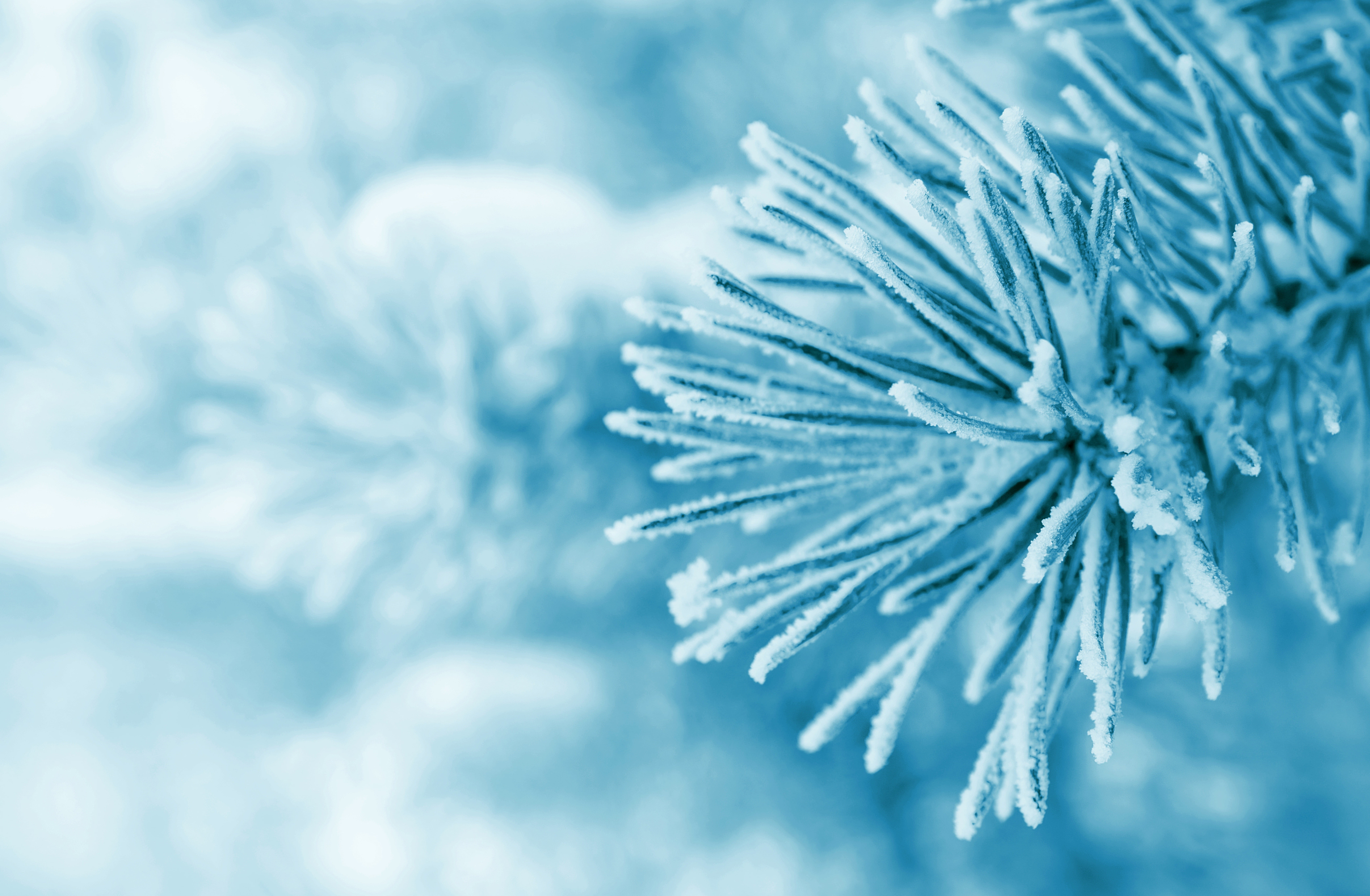 snowflake, blue, white color, frozen, christmas ornament, backgrounds, needle - plant part, covered, cold temperature, tree, flower, outdoors, pine tree, HD Wallpaper