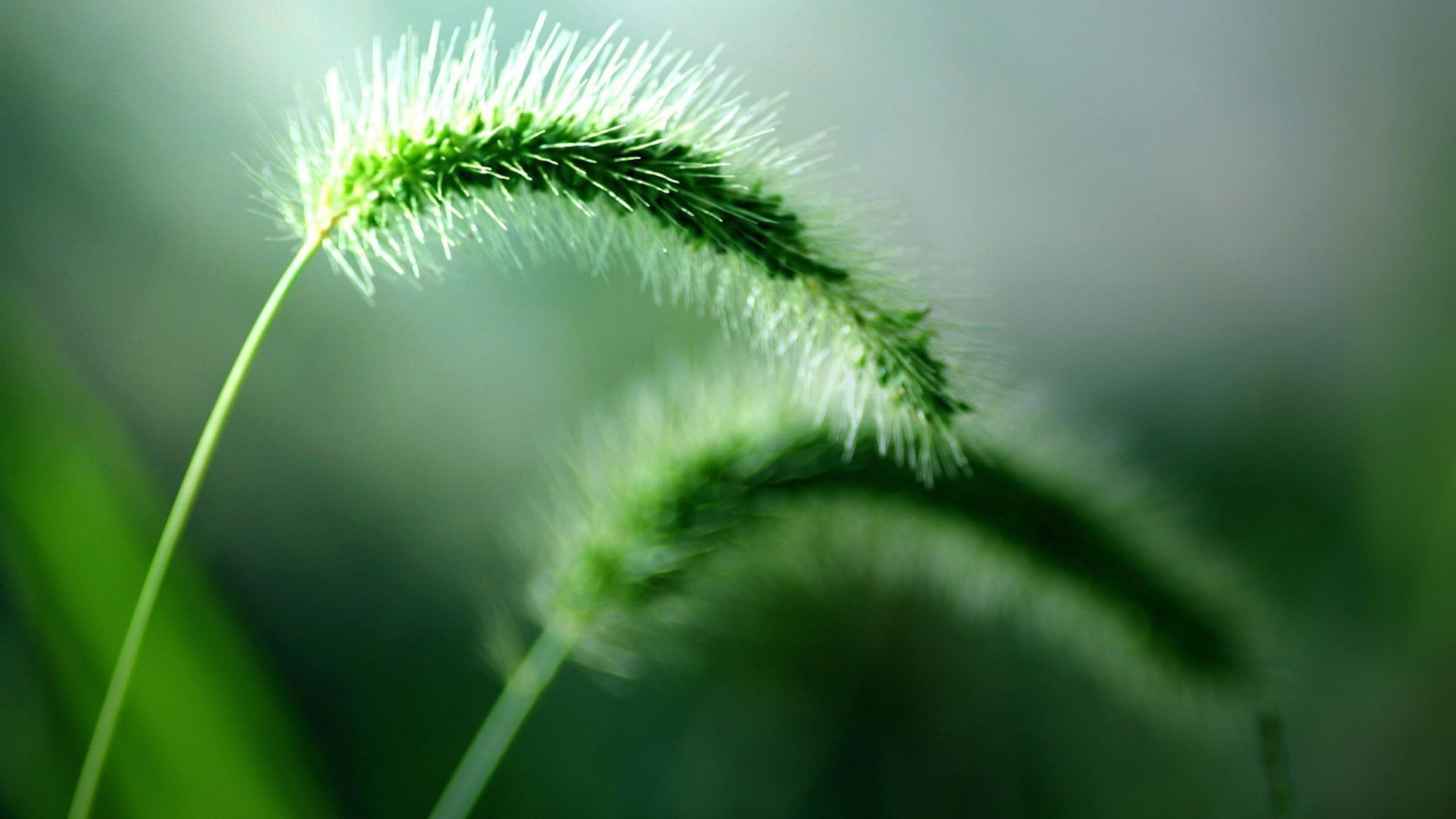 outdoors, grass, selective focus, growth, close-up, macro, vulnerability, nature, no people, fragility, pine tree, day, green, leaf, plant, plants, needle - plant part, HD Wallpaper