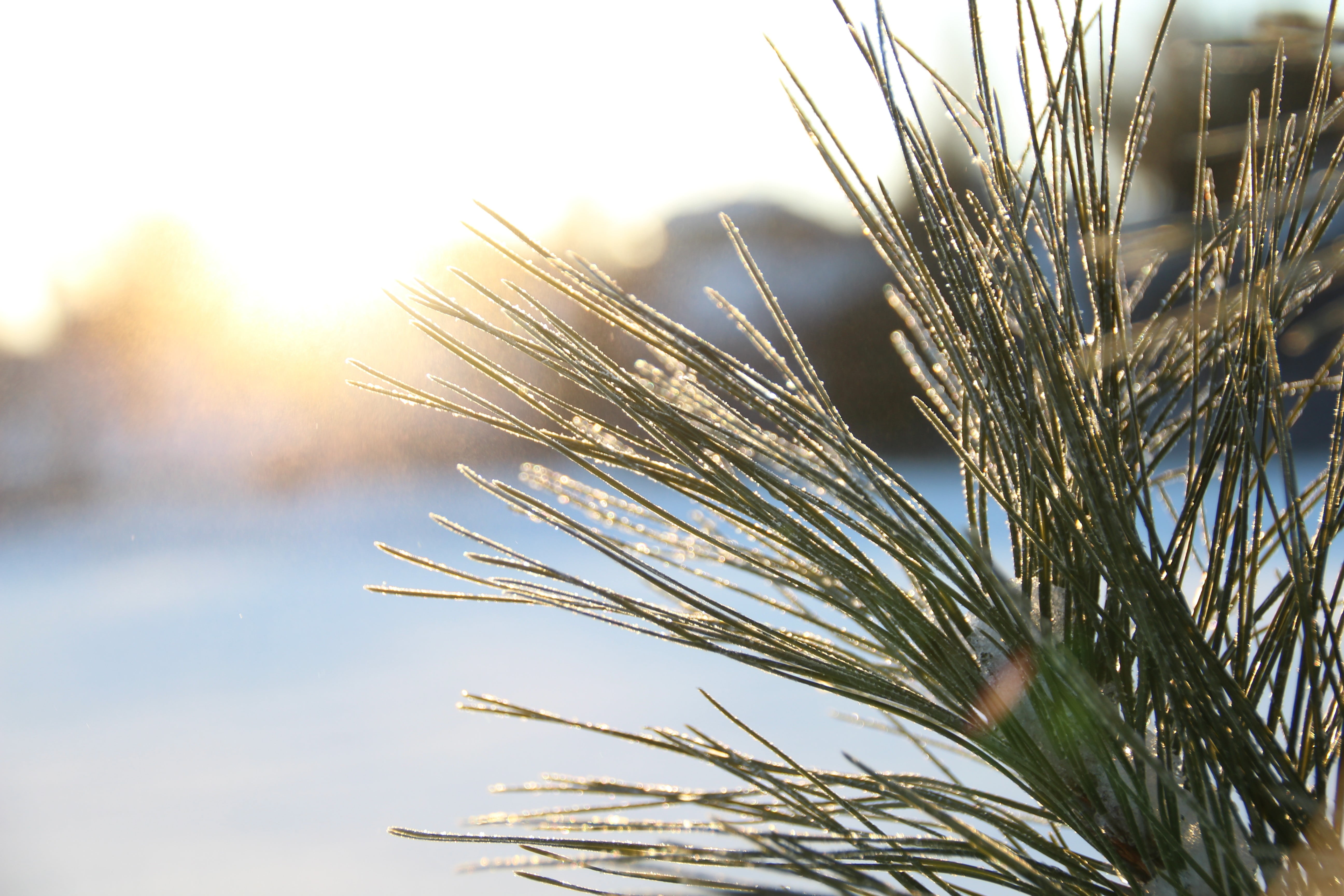 green, green color, depth of field, close-up, tranquility, macro, nature, cold temperature, leaf, pot, sky, growth, needle - plant part, 5K, winter, lens flare, HD Wallpaper