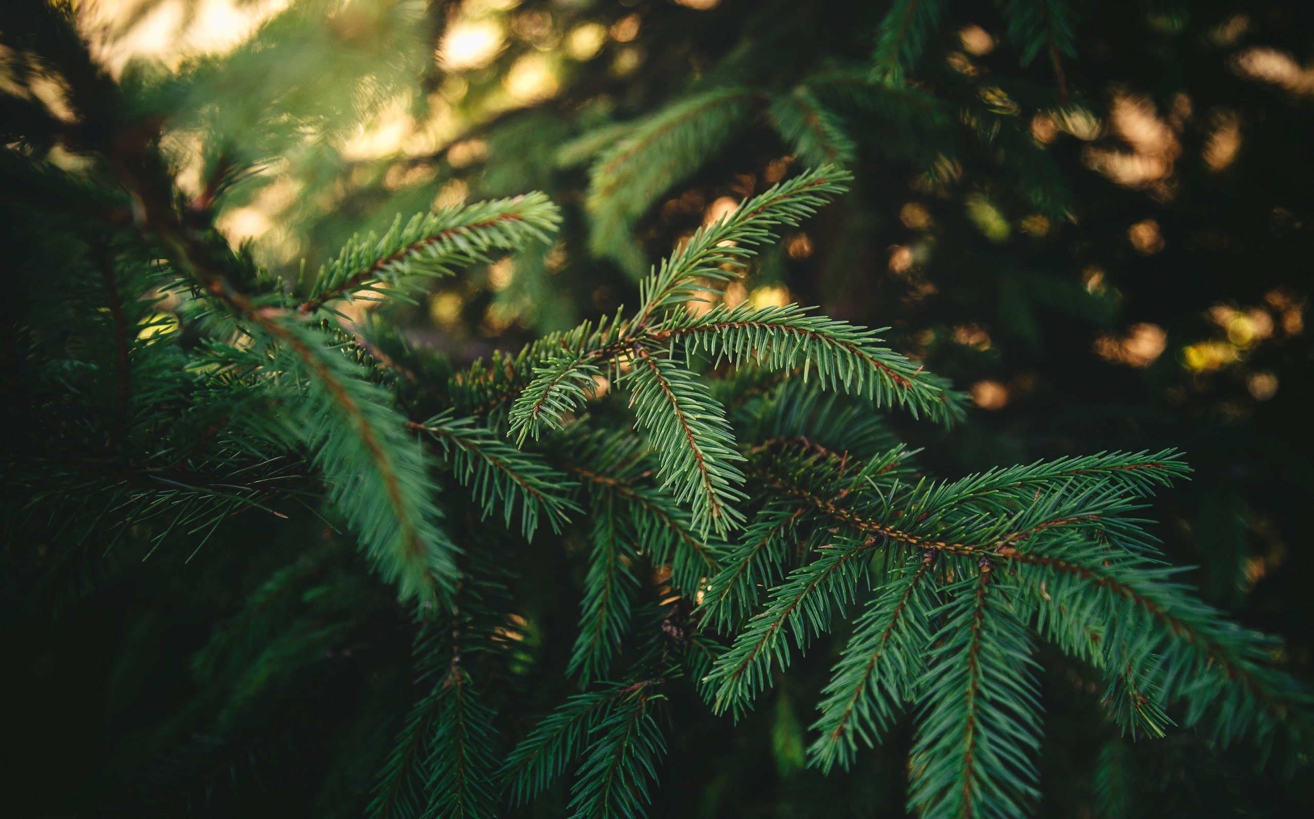 coniferous tree, pine tree, outdoors, tree, leaf, tranquility, nature, forest, plant, beauty in nature, branch, no people, growth, 2K, green color, focus on foreground, HD Wallpaper