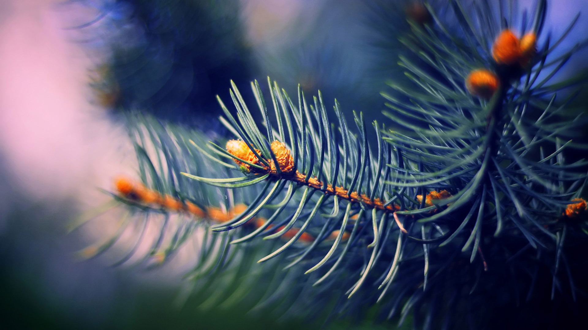 digital, tree, pine tree, fractal, jellyfish, orange color, invertebrate, art, needle - plant part, coniferous tree, dark, green color, style, artistic, HD Wallpaper