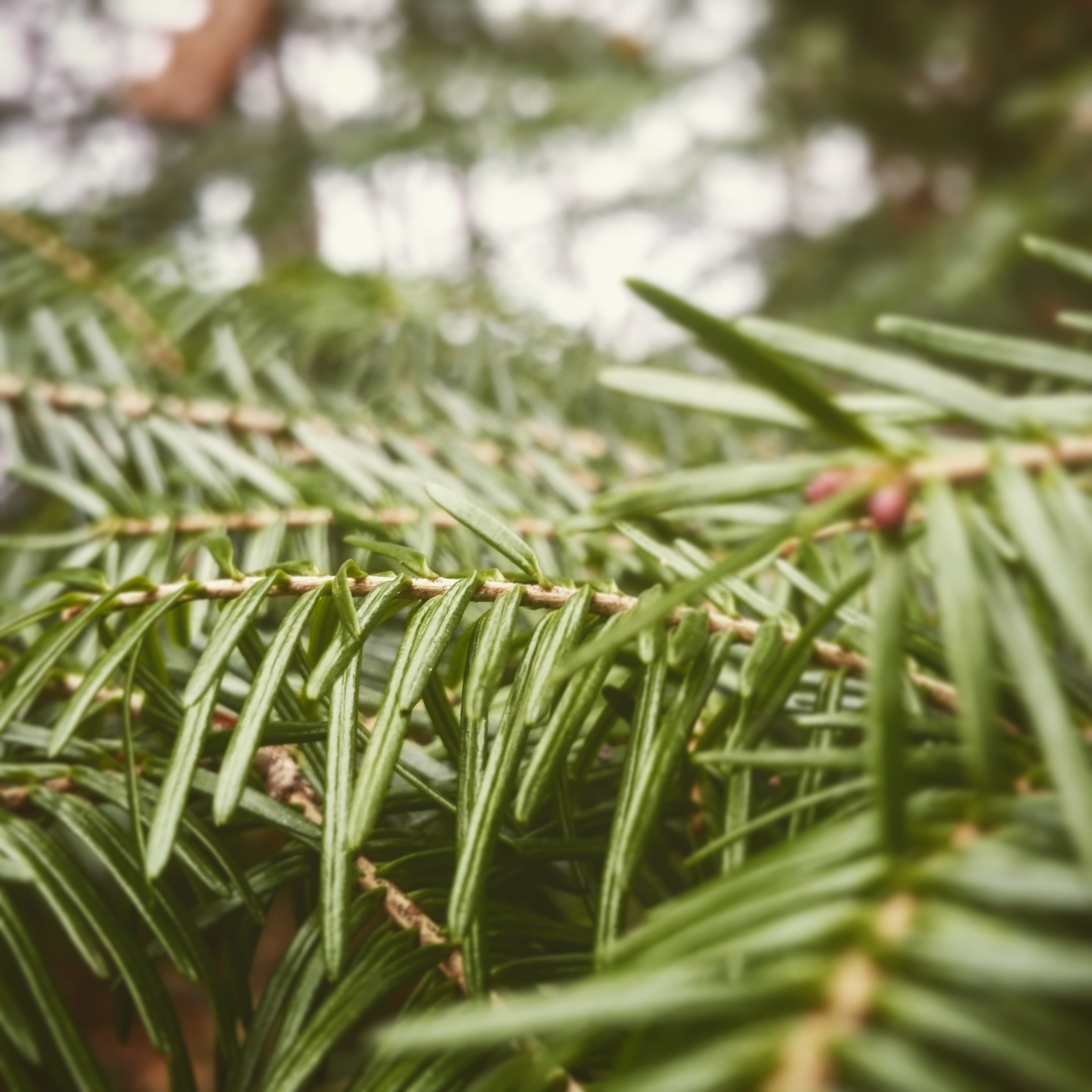 outdoors, pine tree, no people, coniferous tree, wet, dew, plant part, needle - plant part, beauty in nature, nature, tranquility, land, growth, green, Phone HD Wallpaper