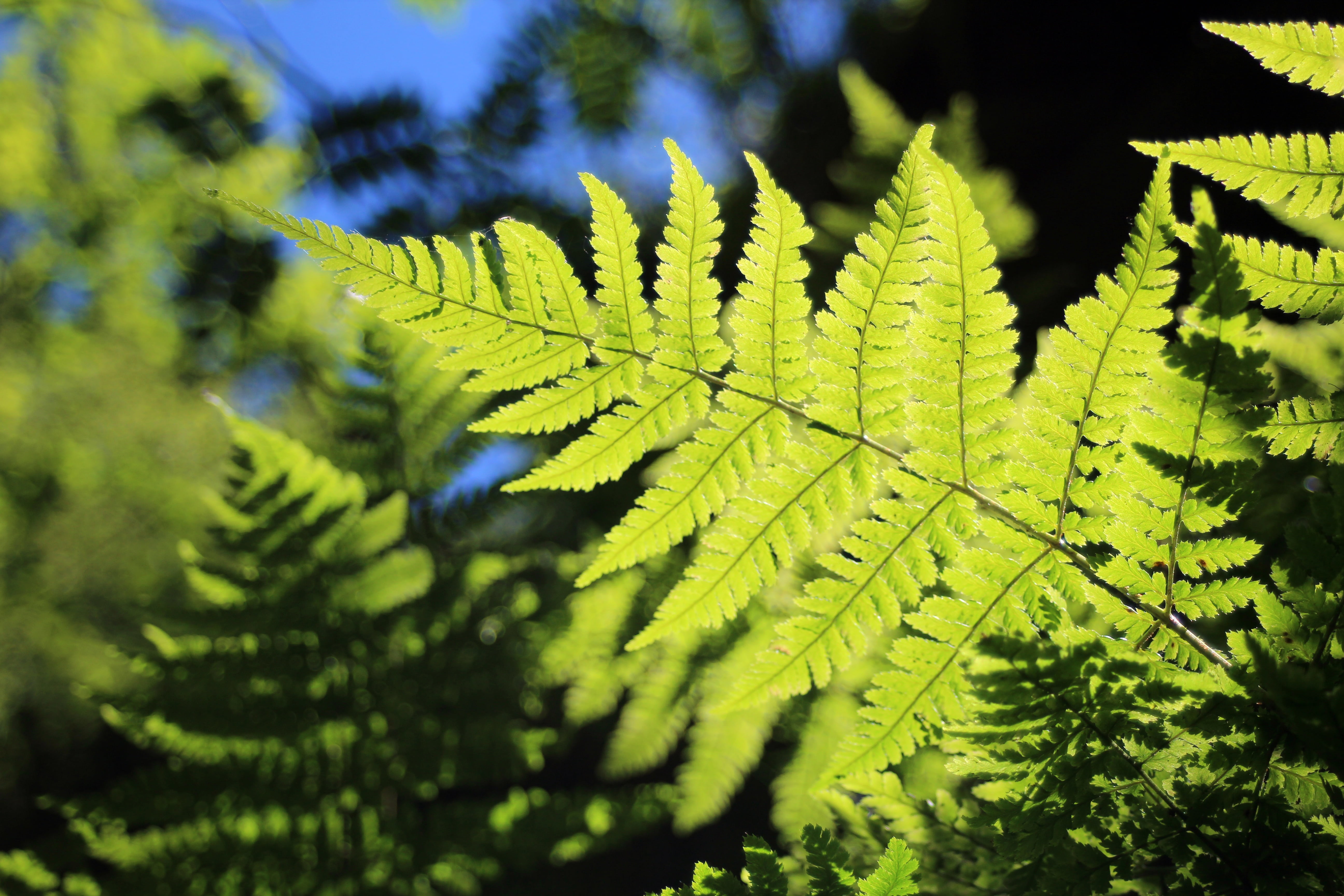 5K, fern, sunlight, tree, flora, scenics - nature, selective focus, macro, tranquility, green color, vascular cryptogams, green, leaves, fiddlehead, wild plant, HD Wallpaper