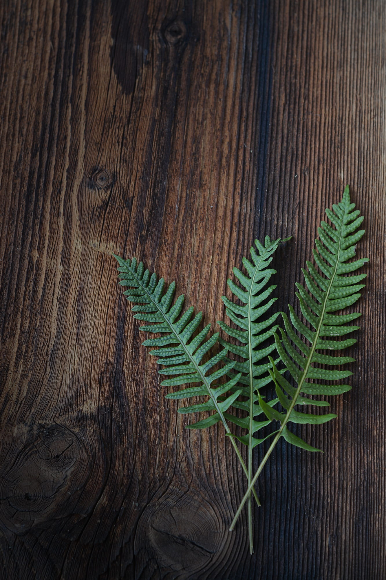 tree, nature, leaf, growth, wood, fern, close-up, plant, wood - material, green color, pine tree, brown, 1080P, plant part, no people, indoors, leaves, Phone HD Wallpaper