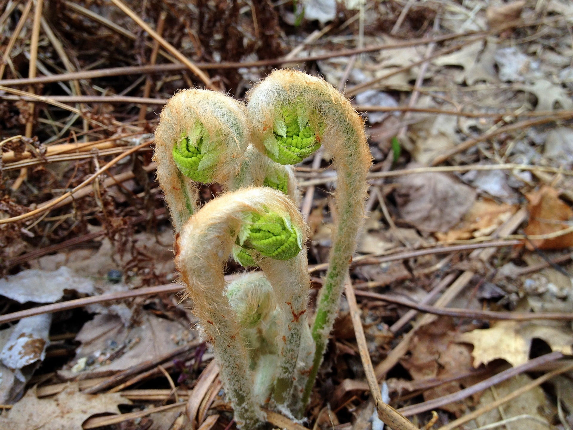 close-up, season, bud, natural, field, ground, twig, fresh, day, ferns, spring, green, plants, seedling, high angle view, growth, fiddlehead, growing, new, HD Wallpaper