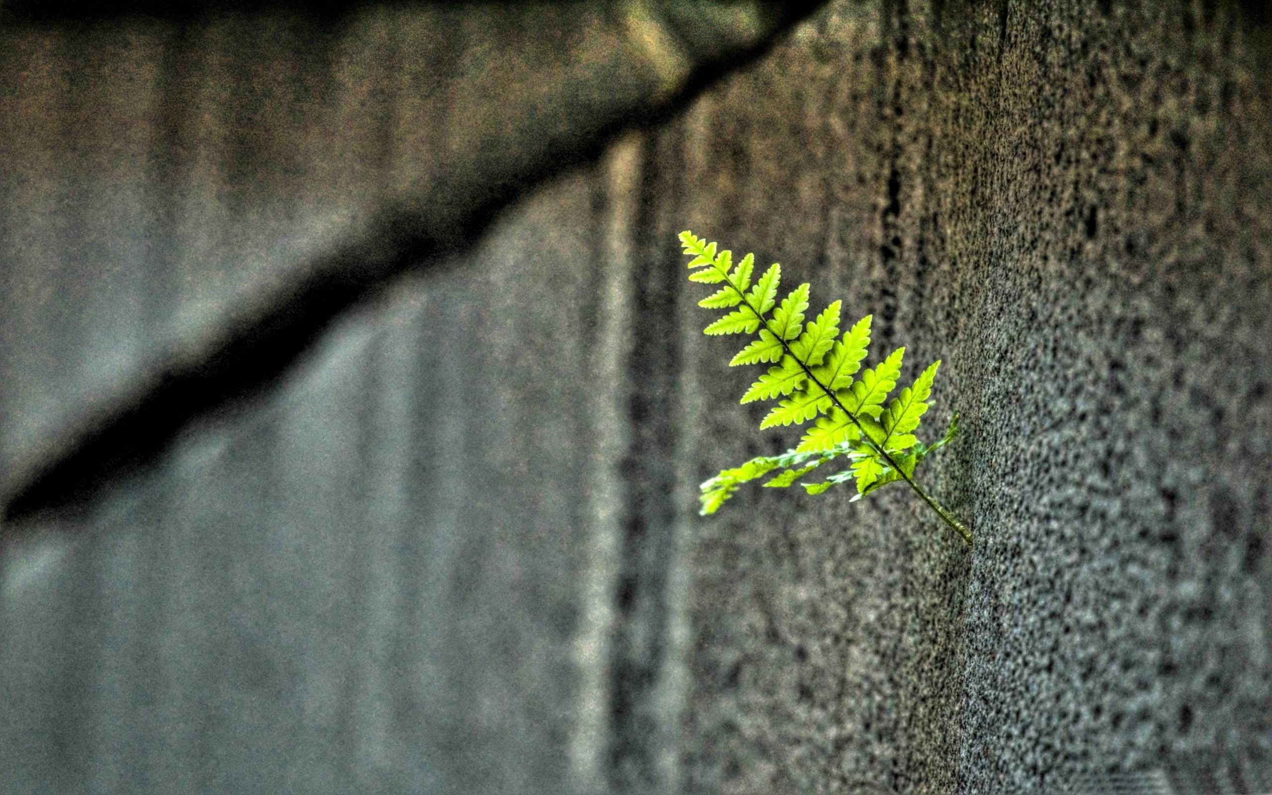 beauty in nature, nature, textured, growth, no people, beautiful, sunlight, close-up, plant part, fern, built structure, leaf, photography, macro, outdoors, HD Wallpaper