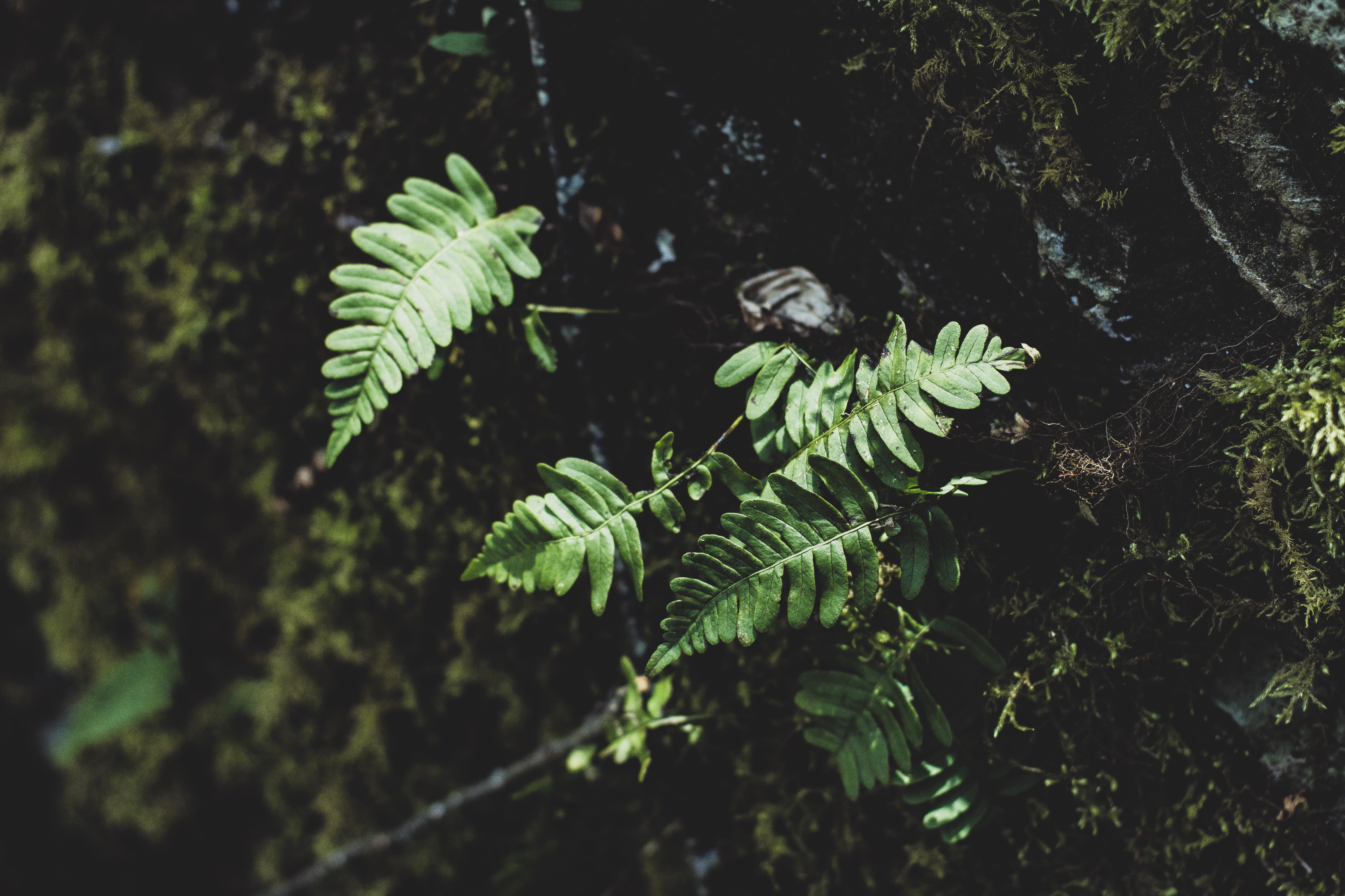 woods, tree, plant, leaf, no people, land, selective focus, beauty in nature, focus on foreground, 5K, forest, adventure, green color, fern, day, small, HD Wallpaper
