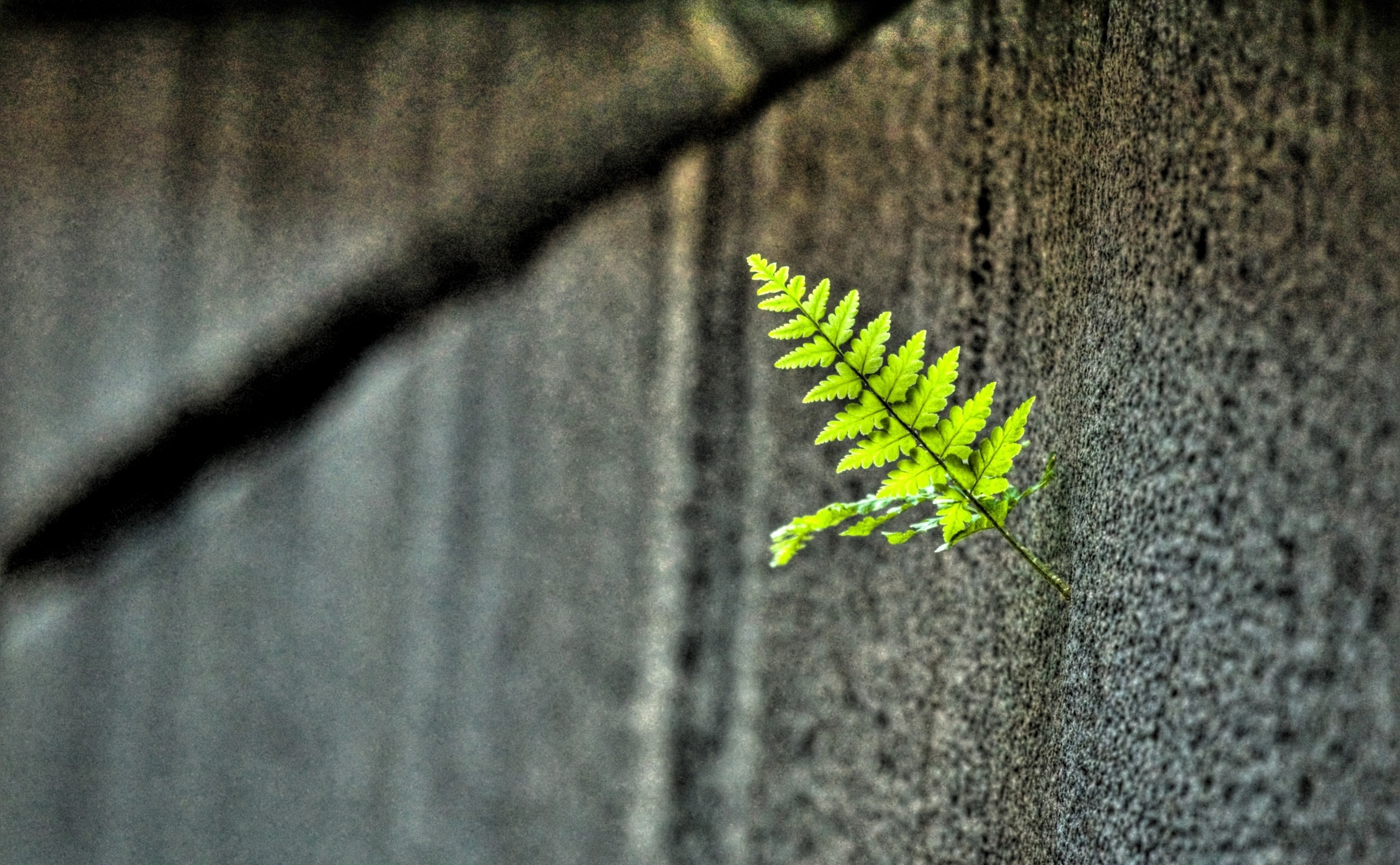 plant part, sunlight, plant, Wall, no people, day, beauty in nature, focus on foreground, concrete, close-up, built structure, rough, outdoors, Aero, architecture, HD Wallpaper
