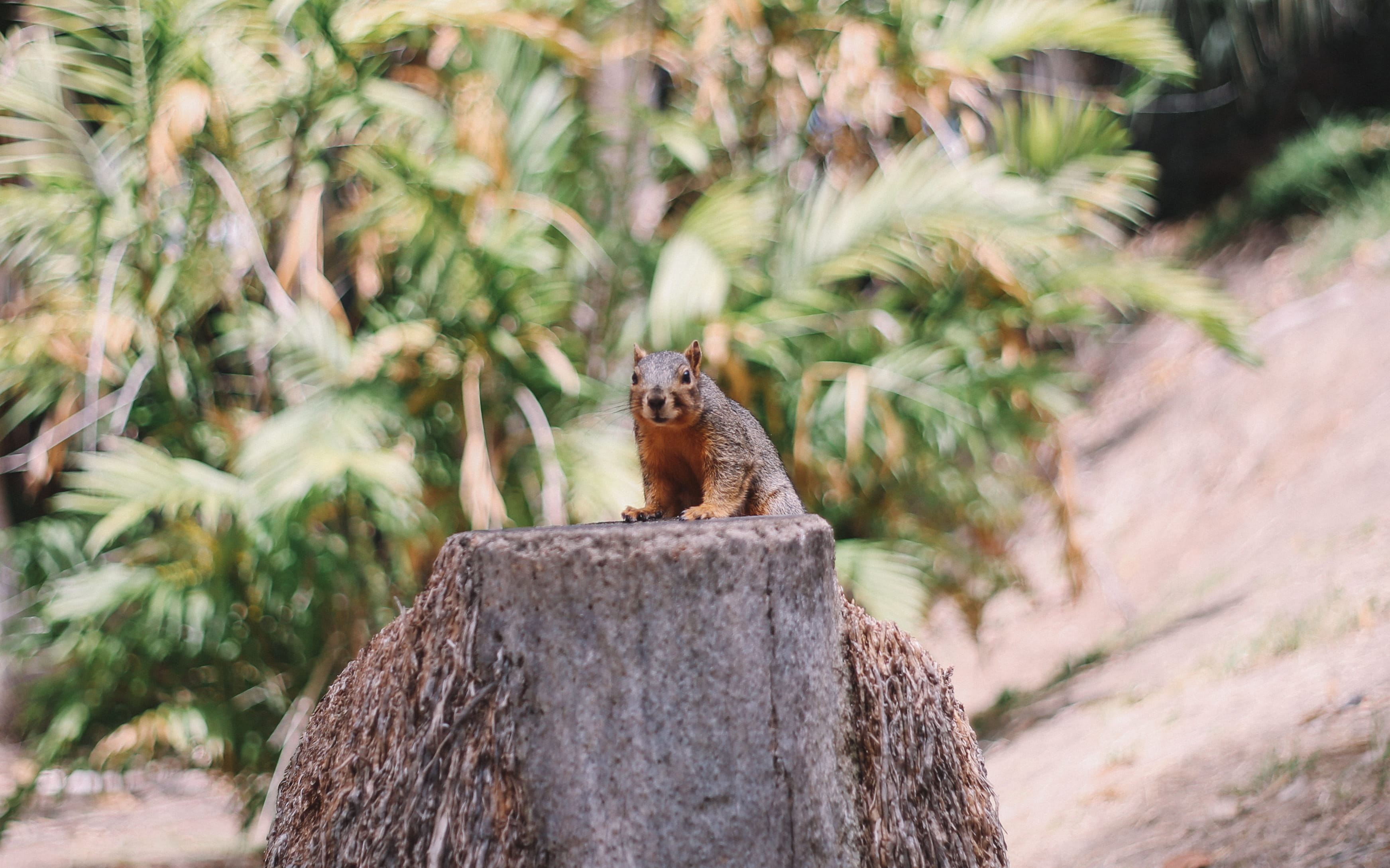 animal themes, fern, palm tree, outdoors, tree, animal wildlife, selective focus, stump, conifer, no people, photography, selective, detail, united states, HD Wallpaper