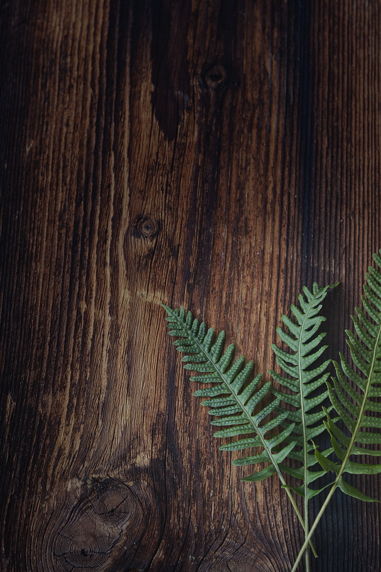 plant, close-up, text dom, green, textured, tree, surface, growth, 1080P, backgrounds, fern, green color, negative space, leaf, wood, indoors, small fern, Phone HD Wallpaper