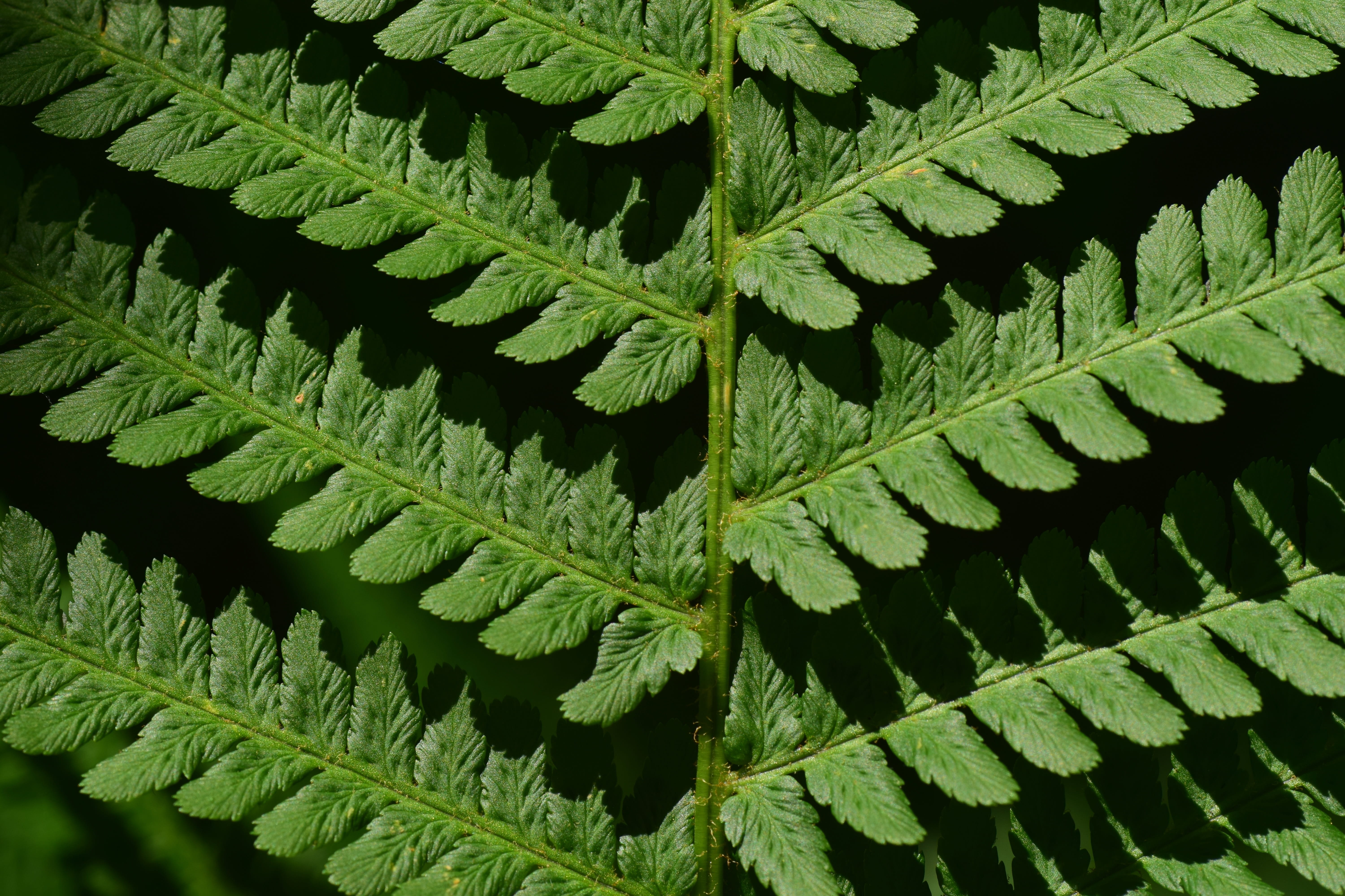 growth, warm clothing, high angle view, nature, green, vessel sporenpflanze, outdoors, pattern, texture, full frame, fern, close up, tranquility, small, HD Wallpaper