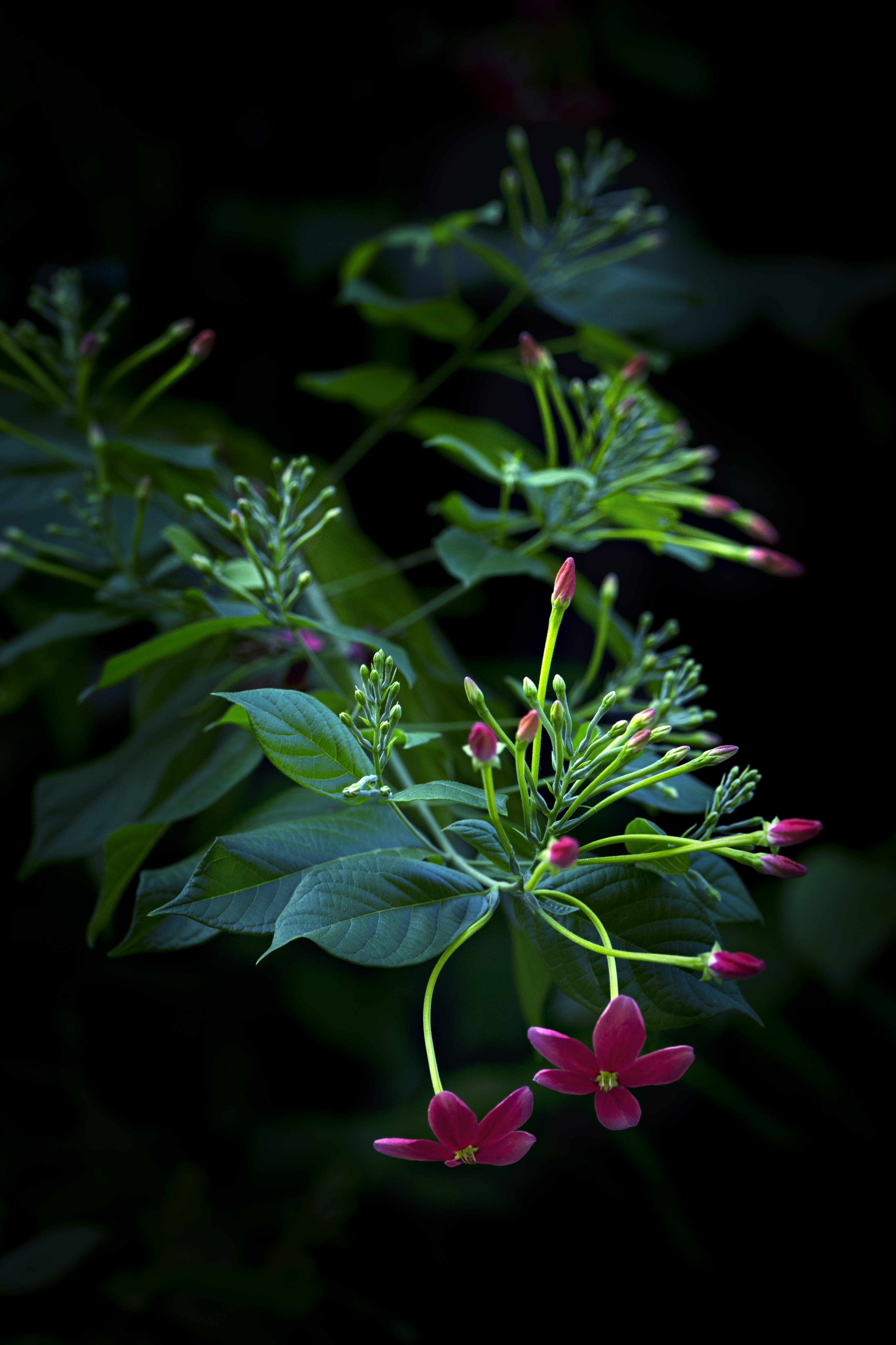 new guinea, indica, the philippine, vulnerability, flora, plant, family combretaceae, fragility, tranquility, burma creeper, malay peninsula, green color, Phone HD Wallpaper