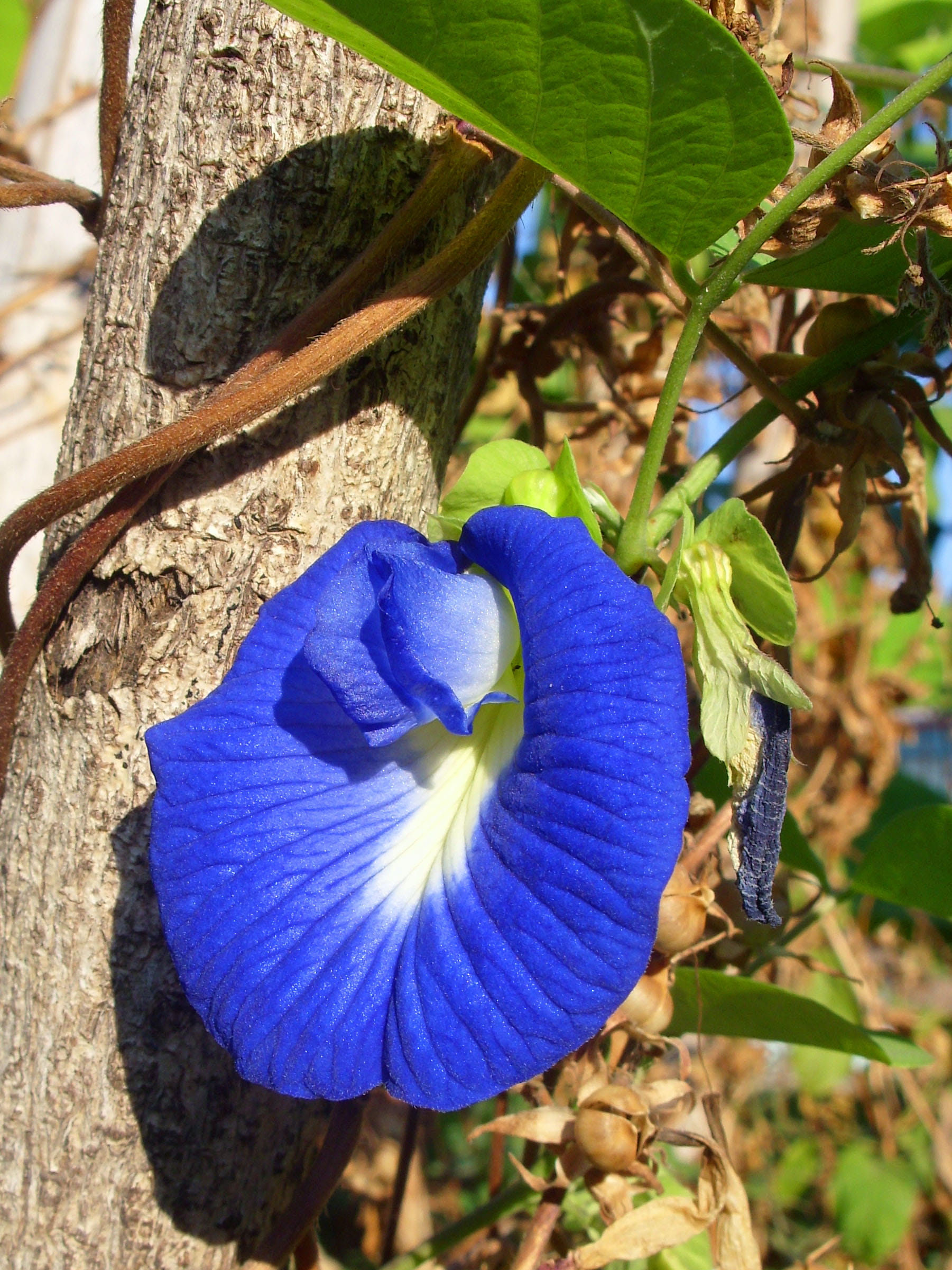 flower head, ternatea, inflorescence, flower, no people, beauty in nature, pea, plant, 1080P, petal, thailand, blue, clitorea, vulnerability, vine, north, Phone HD Wallpaper