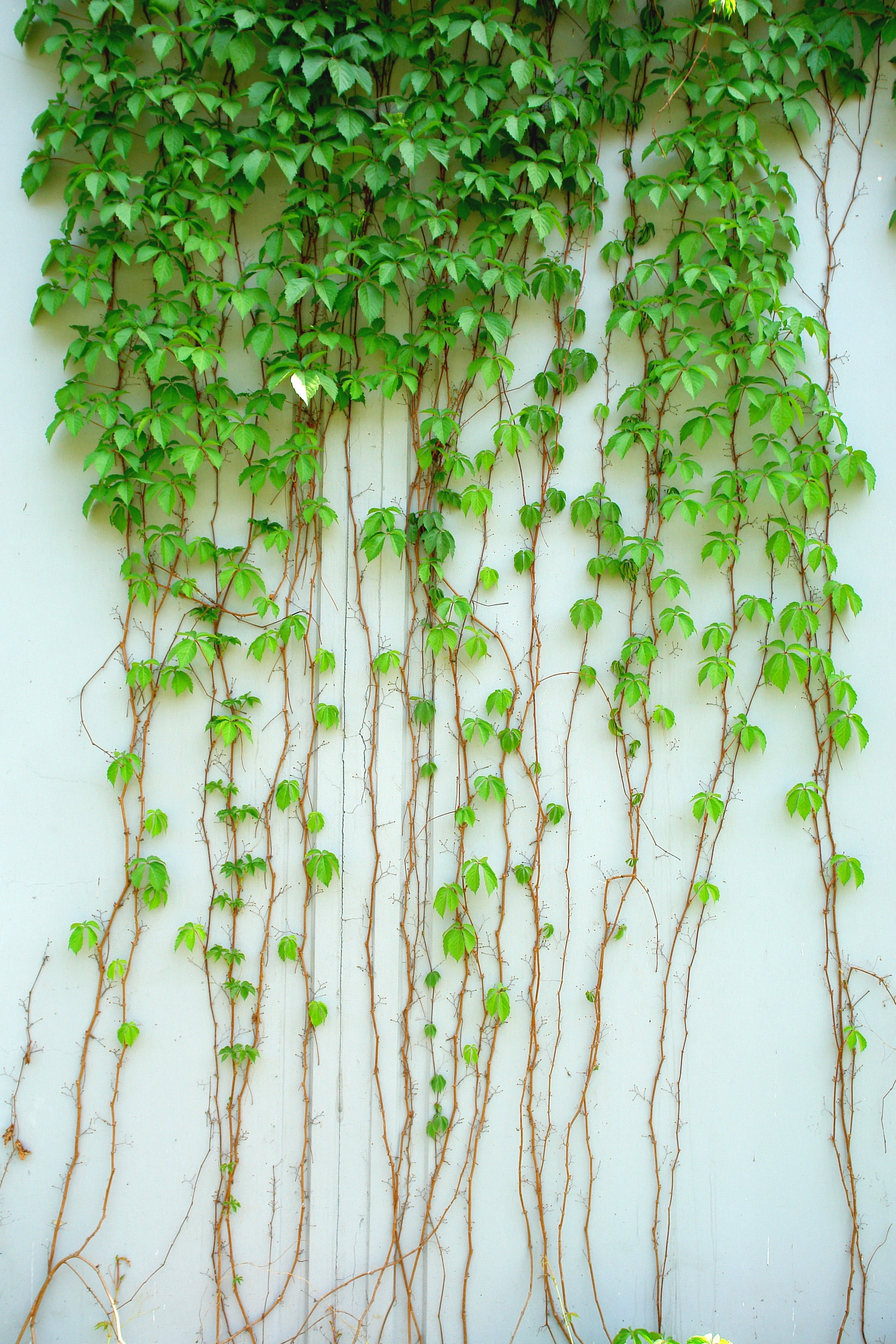 close-up, vine, tree, green leaf, plant part, beauty in nature, growth, 2K, plant, food and drink, outdoors, wall - building feature, healthy eating, creeper plant, Phone HD Wallpaper