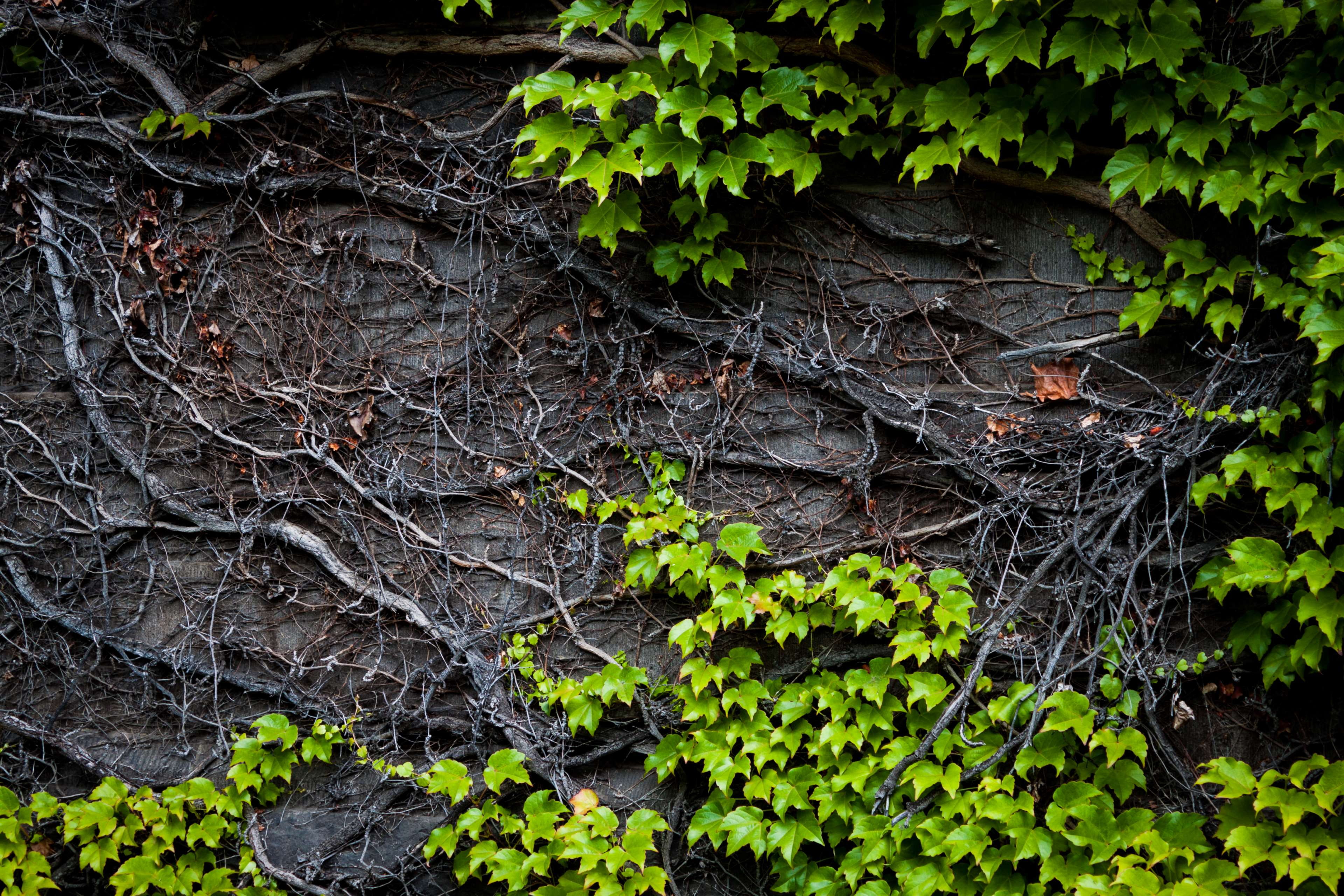 green, textured, plant roots, green ivy, tranquility, day, no people, trunk, close-up, outdoors, 4K, forest, plant regrowth, tree, land, creeper plant, HD Wallpaper