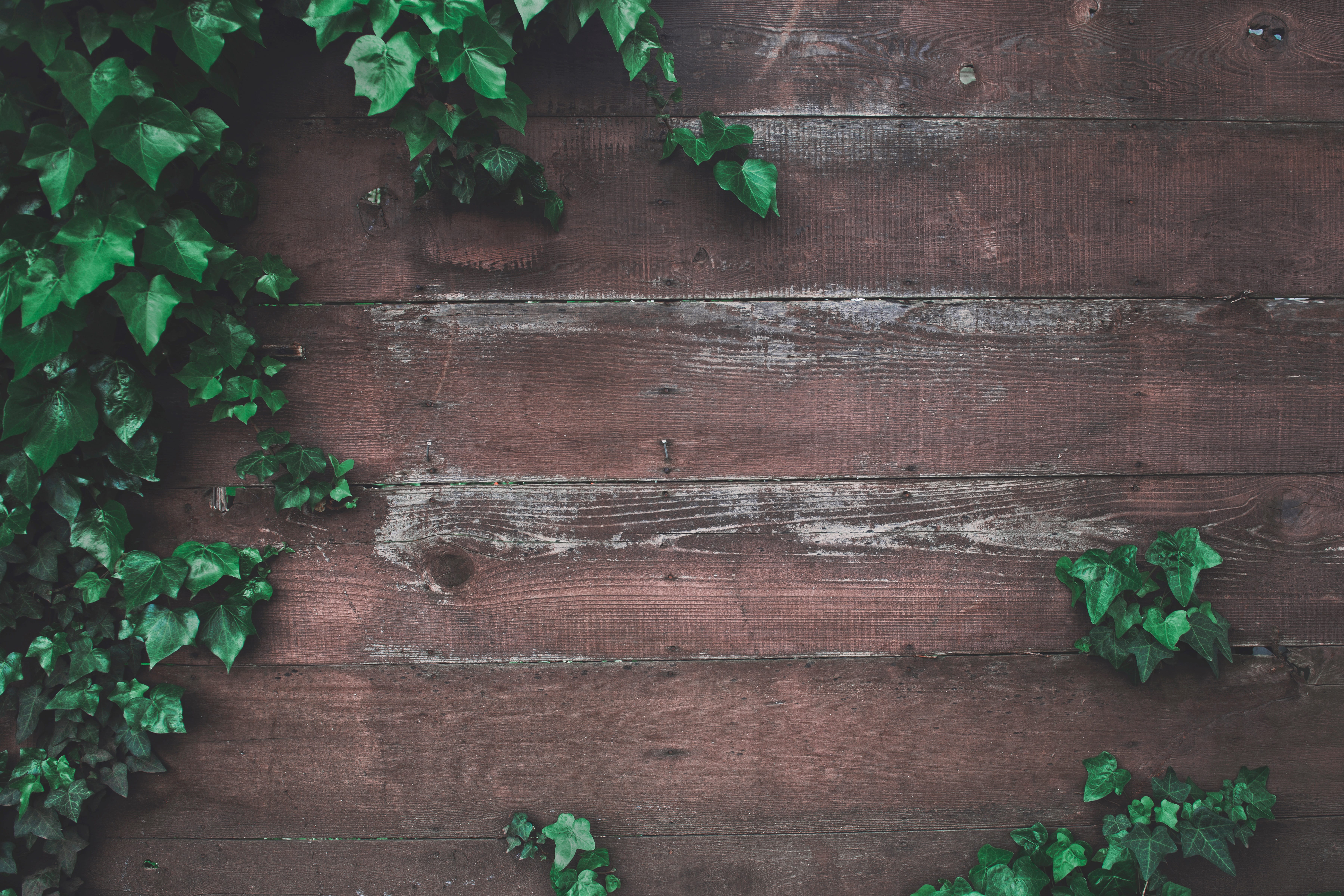wooden, plant part, architecture, old, plants, green, green color, no people, plant, weathered, wood - material, floor, growth, wall - building feature, HD Wallpaper