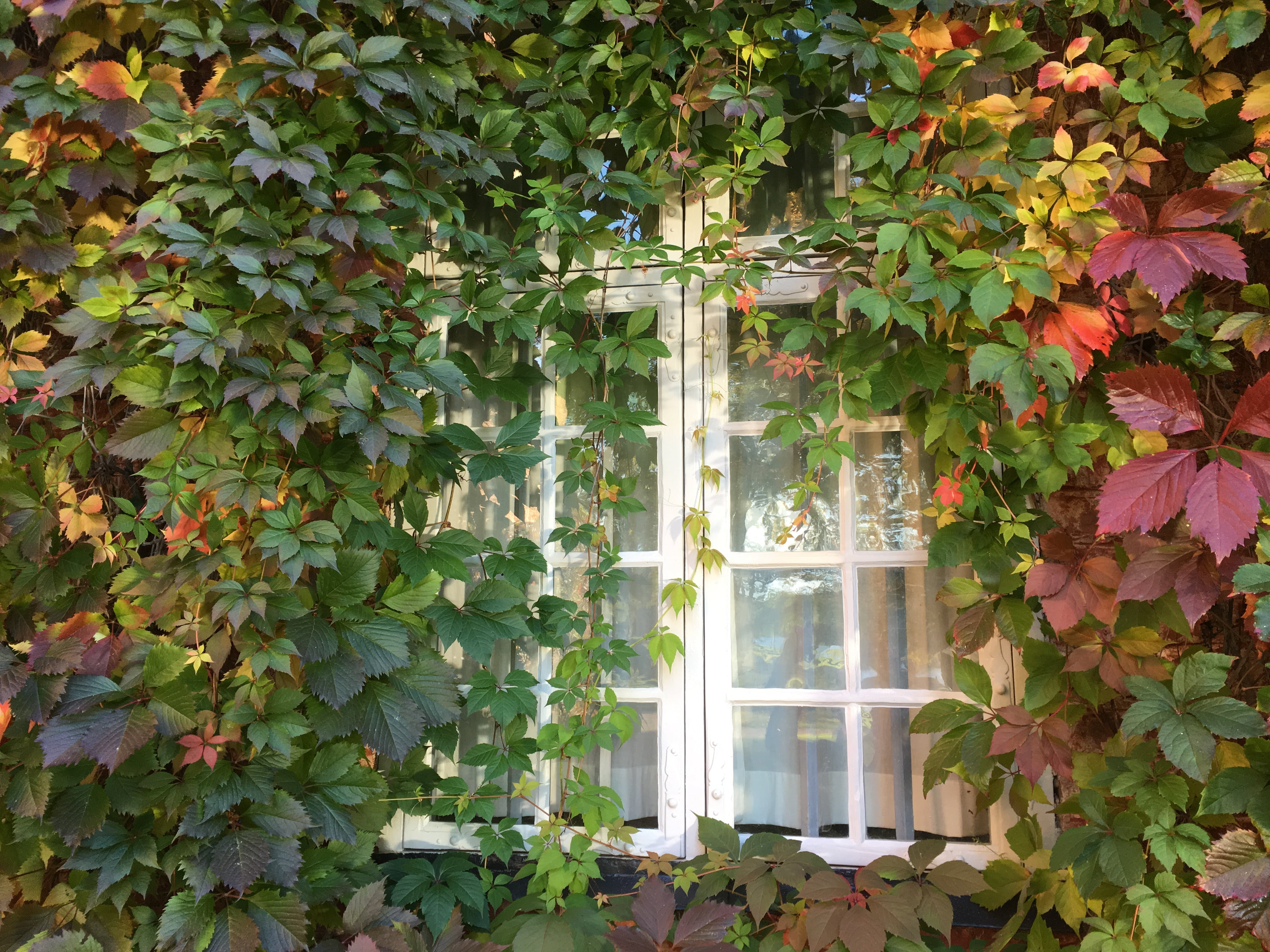 no people, growth, ivy, window, creeper plant, virginia creeper, day, architecture, nature, tree, building exterior, leaves, built structure, 4K, climbing plant, HD Wallpaper