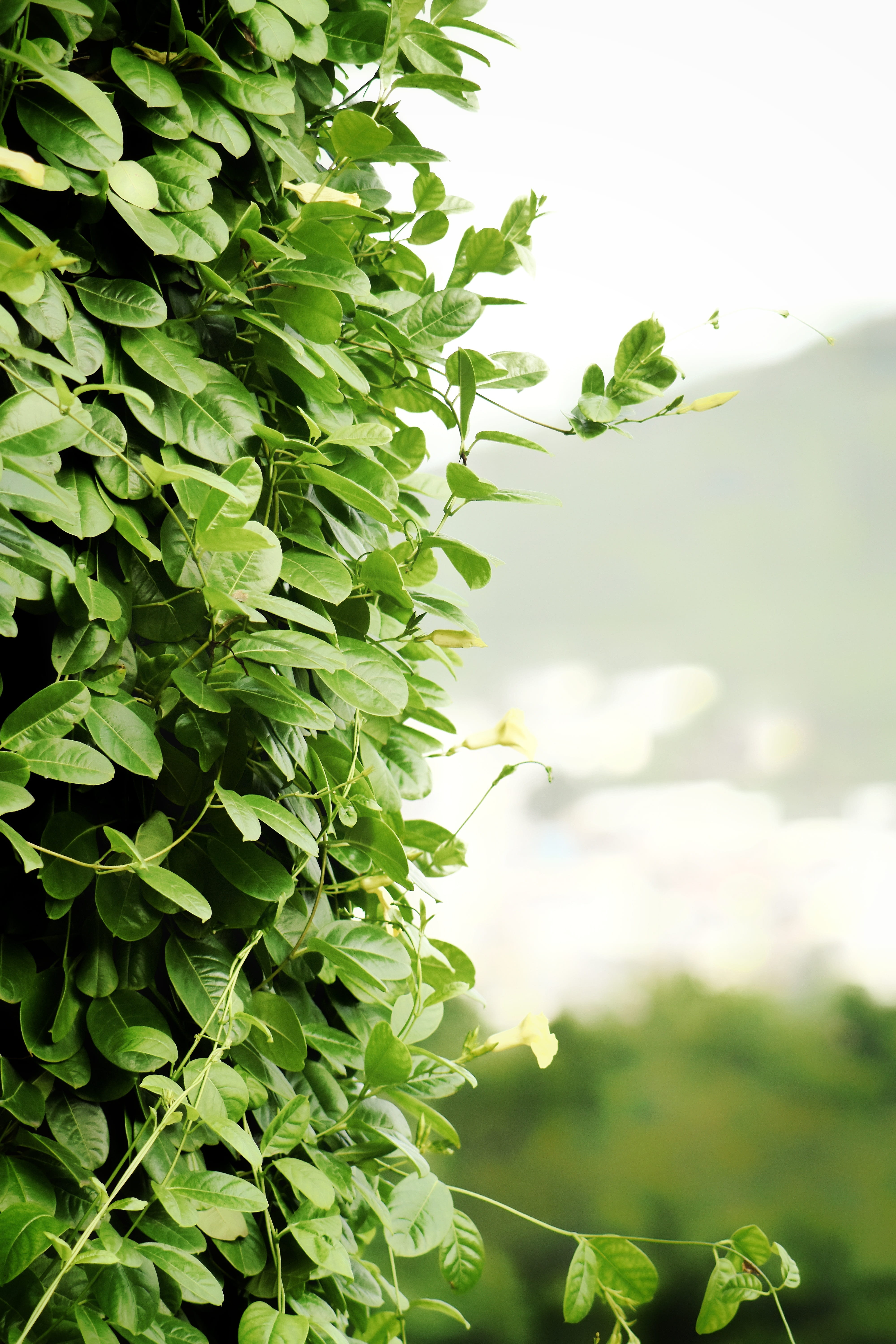 Plants, filter, vulnerability, food and drink, summer, growth, Climbers, flowers, plant, close-up, leaf, color Image, selective focus, low angle view, green Color, Phone HD Wallpaper