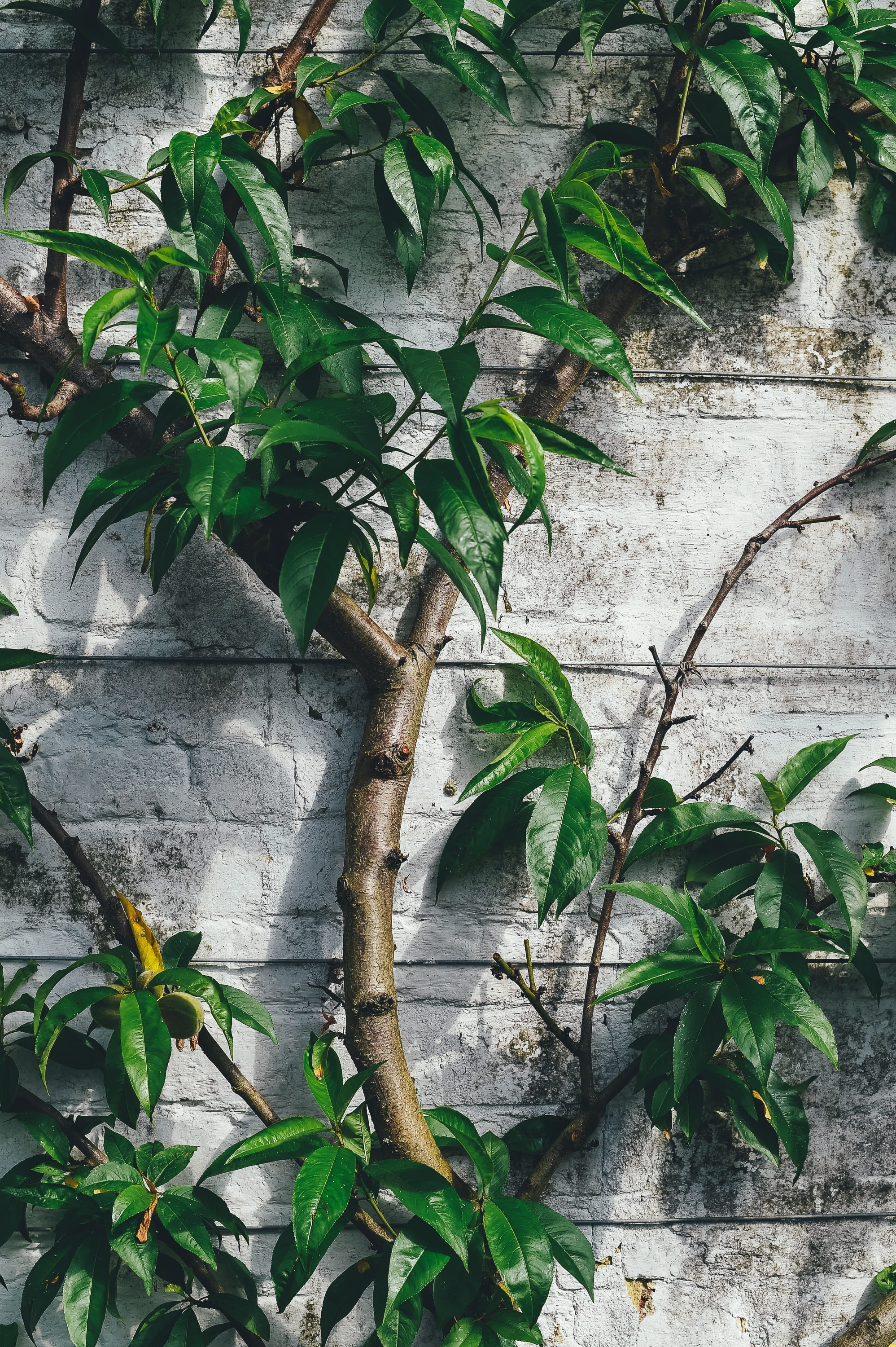 ivy, 2K, beauty in nature, day, plants, branches, close-up, creeper plant, creep, green, leaf, no people, wall - building feature, built structure, green color, Phone HD Wallpaper