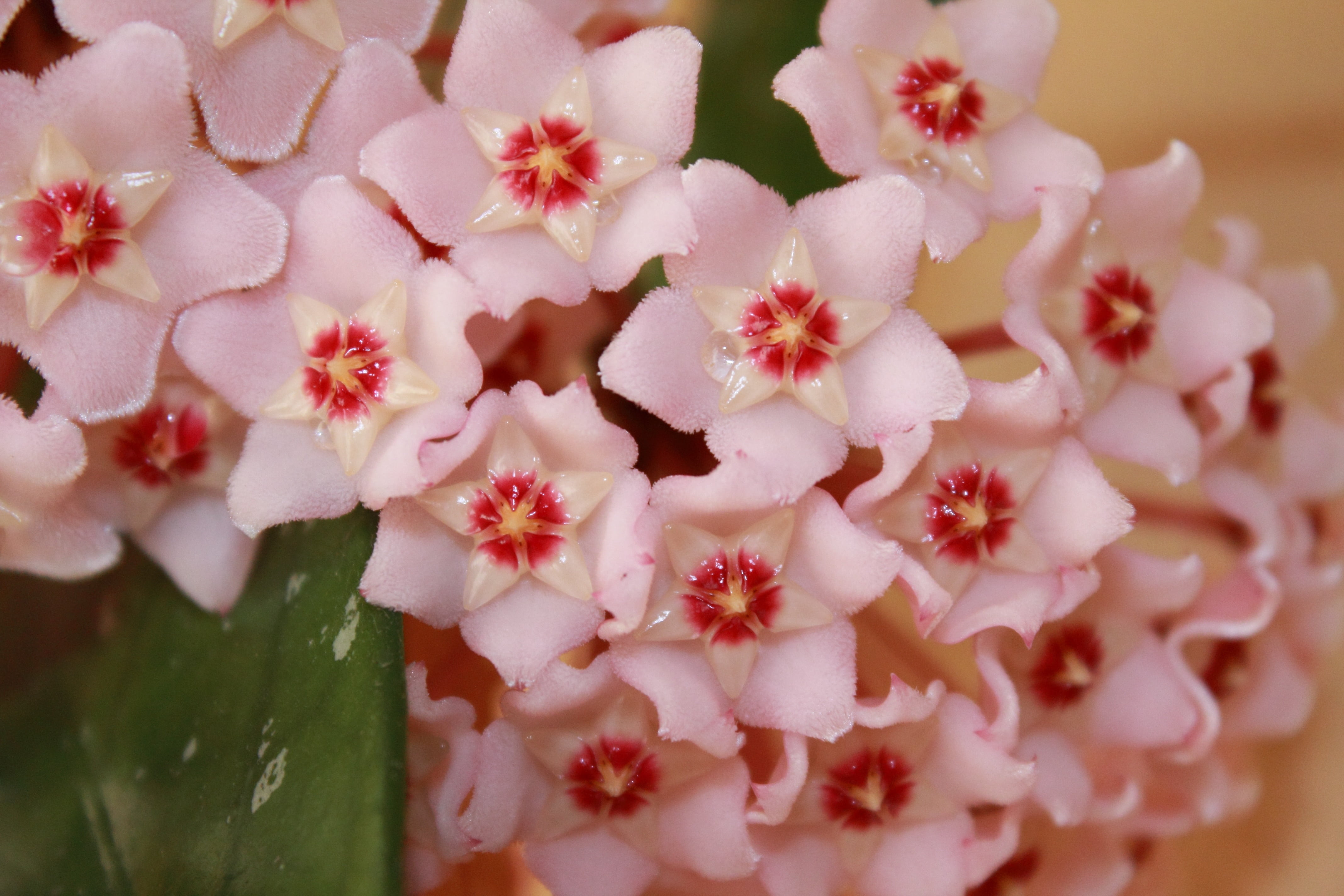 flower head, nature, petal, bouquet, creeper, pink color, beauty in nature, pollen, flower, 4K, bunch of flowers, flower arrangement, freshness, close-up, HD Wallpaper