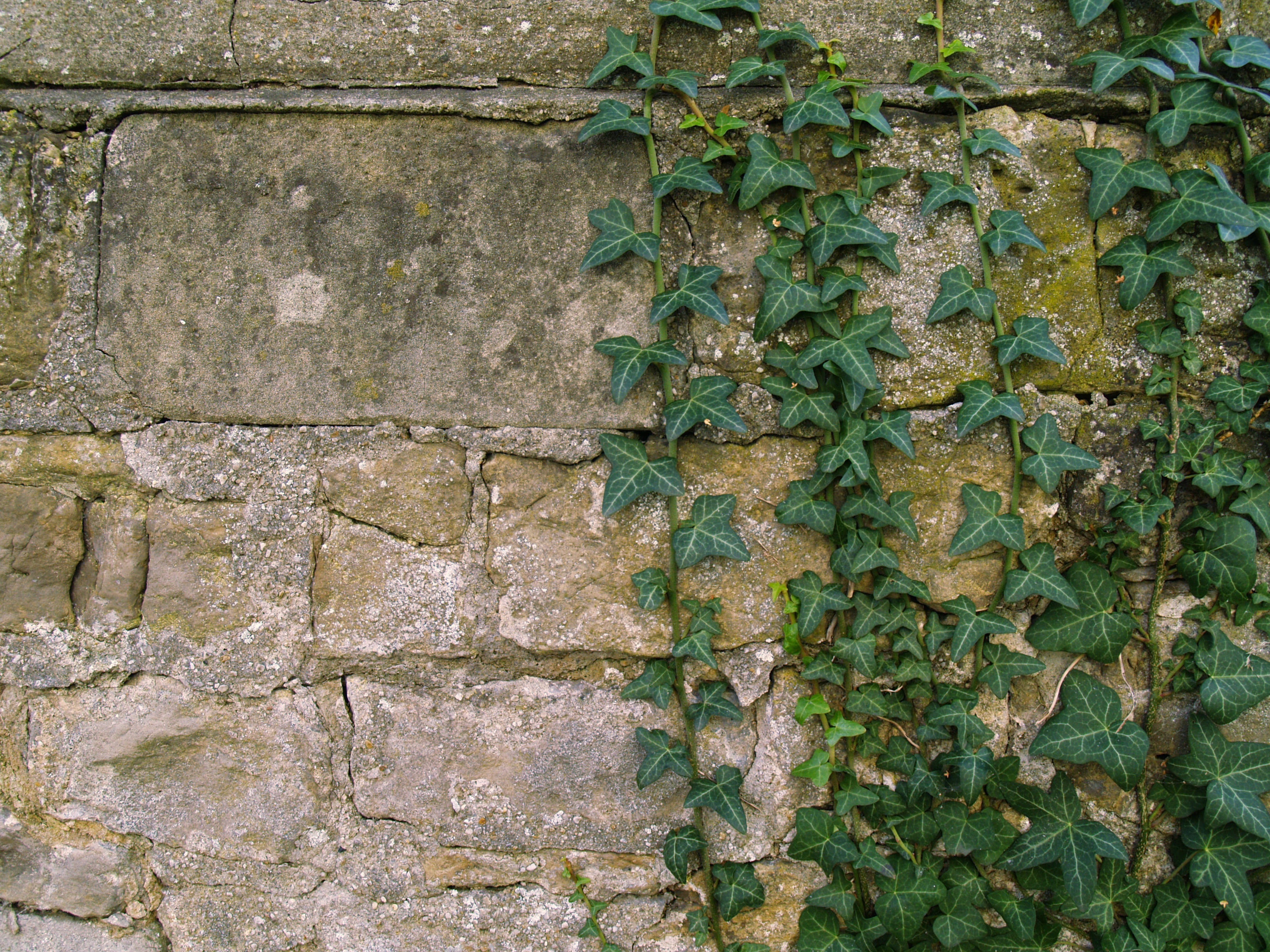 day, no people, growth, facade, built structure, beauty in nature, backgrounds, full frame, architecture, wall - building feature, stone wall, nature, plant, HD Wallpaper