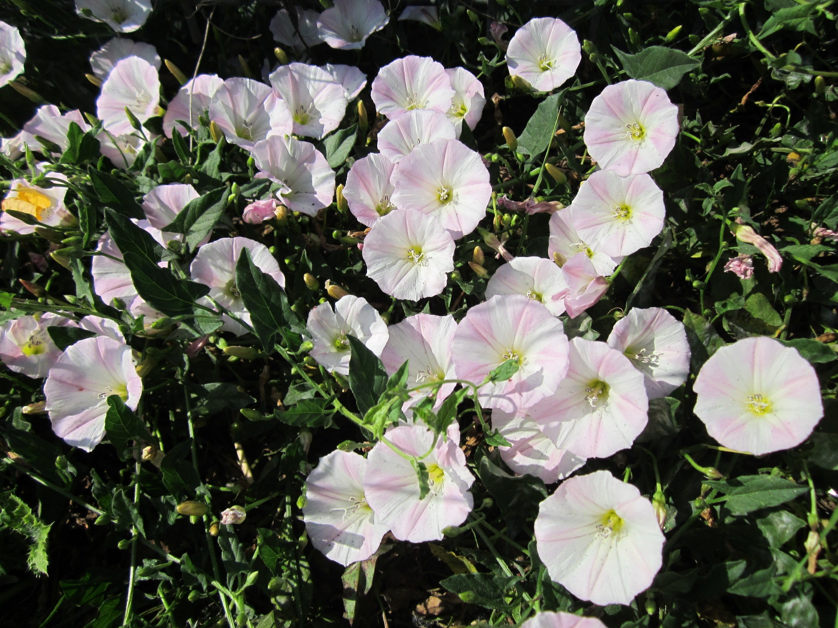 spring, outdoors, high angle view, close-up, flower head, arvensis, sunlight, vulnerability, fragility, petal, Convolvulus Arvensis, beauty in nature, purple, HD Wallpaper