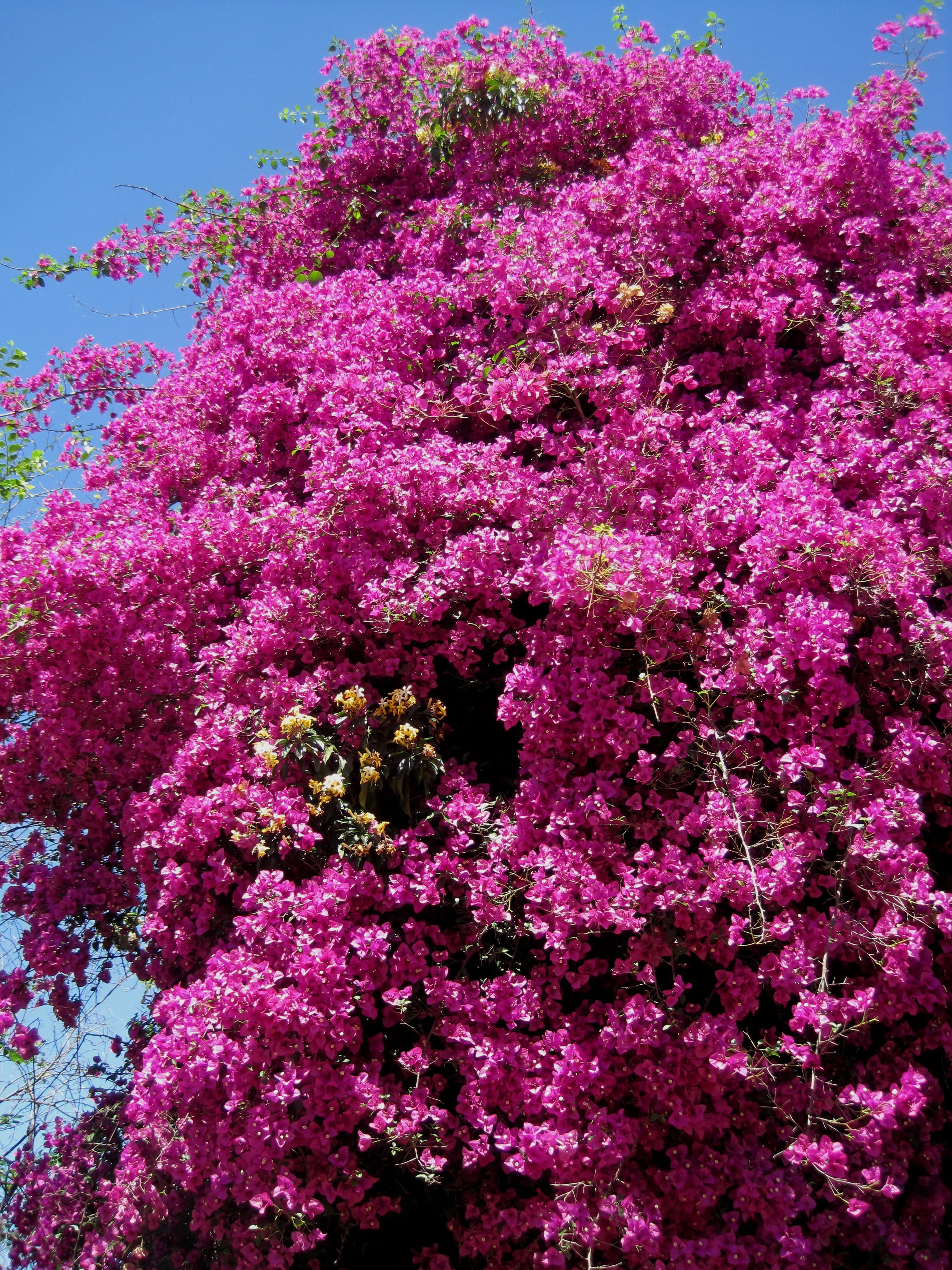 tree, purple, flowering plant, no people, deep pink, vulnerability, nature, botany, 2K, beauty In Nature, springtime, sky, day, freshness, bright, growth, Phone HD Wallpaper