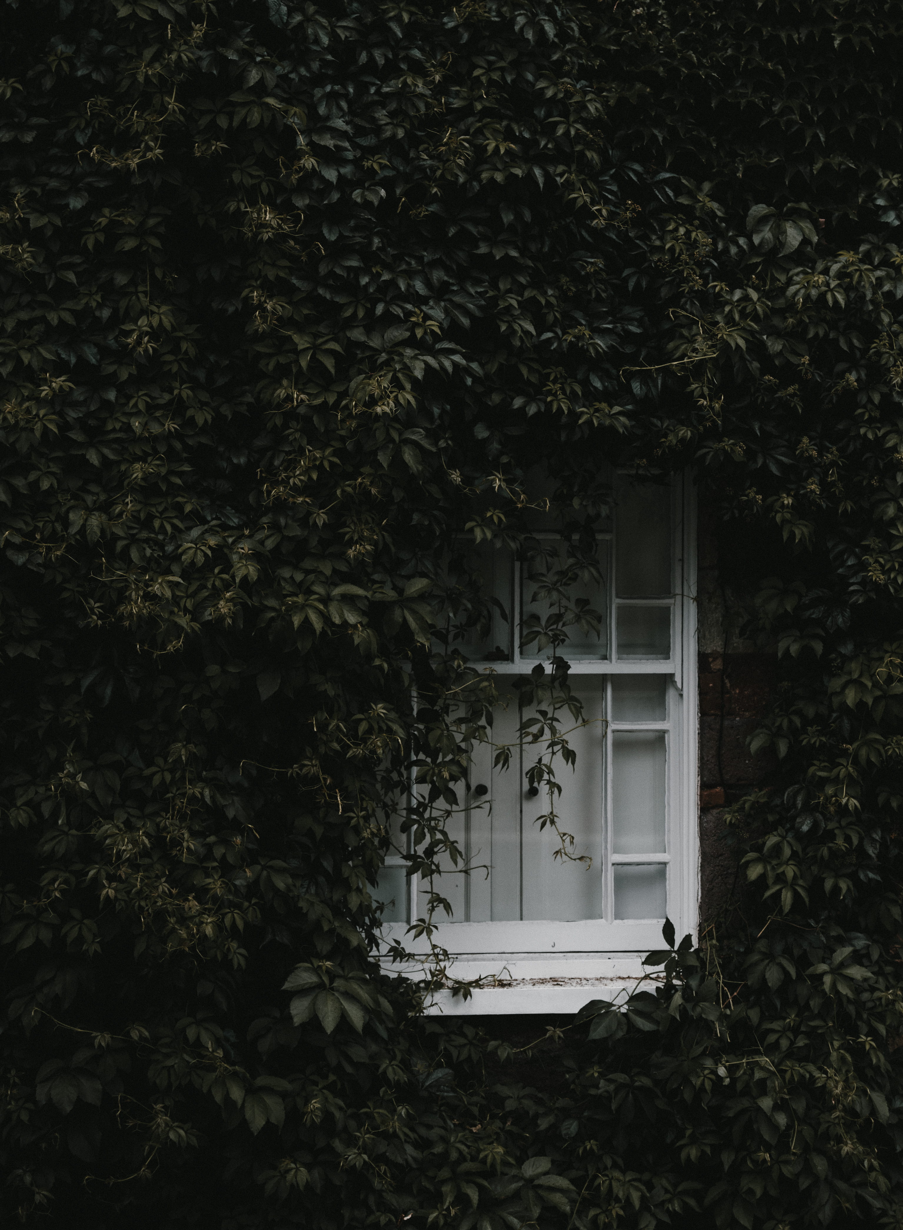 plant part, green, built structure, tree, building, window, architecture, green color, bush, ivy, nature, creeper plant, daytime, house, outdoors, covered, Phone HD Wallpaper