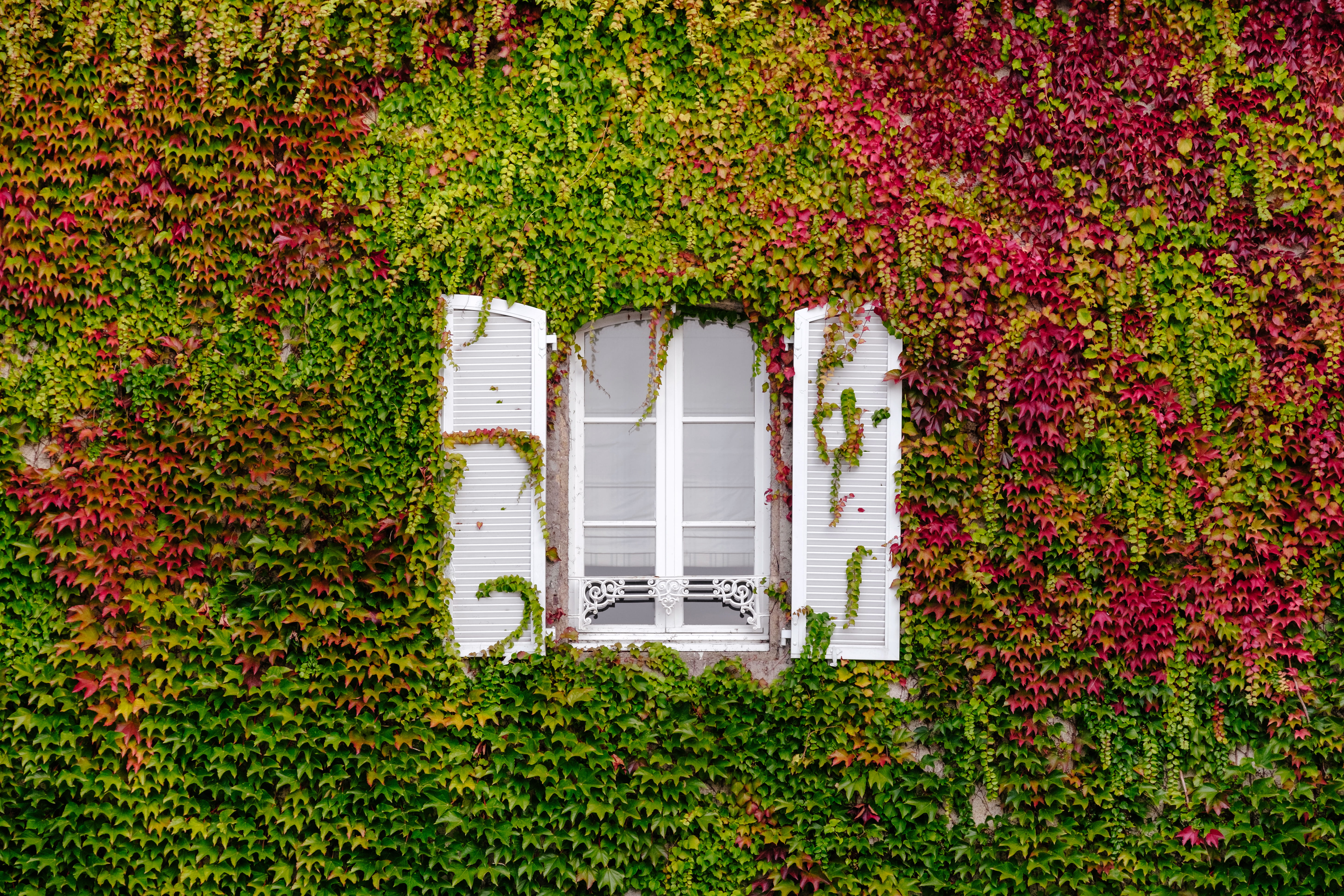 lush, plant, bretagne, france, cover, vegetation, built structure, ivy, leaf, glass, natural light, facade, green, day, blind, nature, building exterior, HD Wallpaper