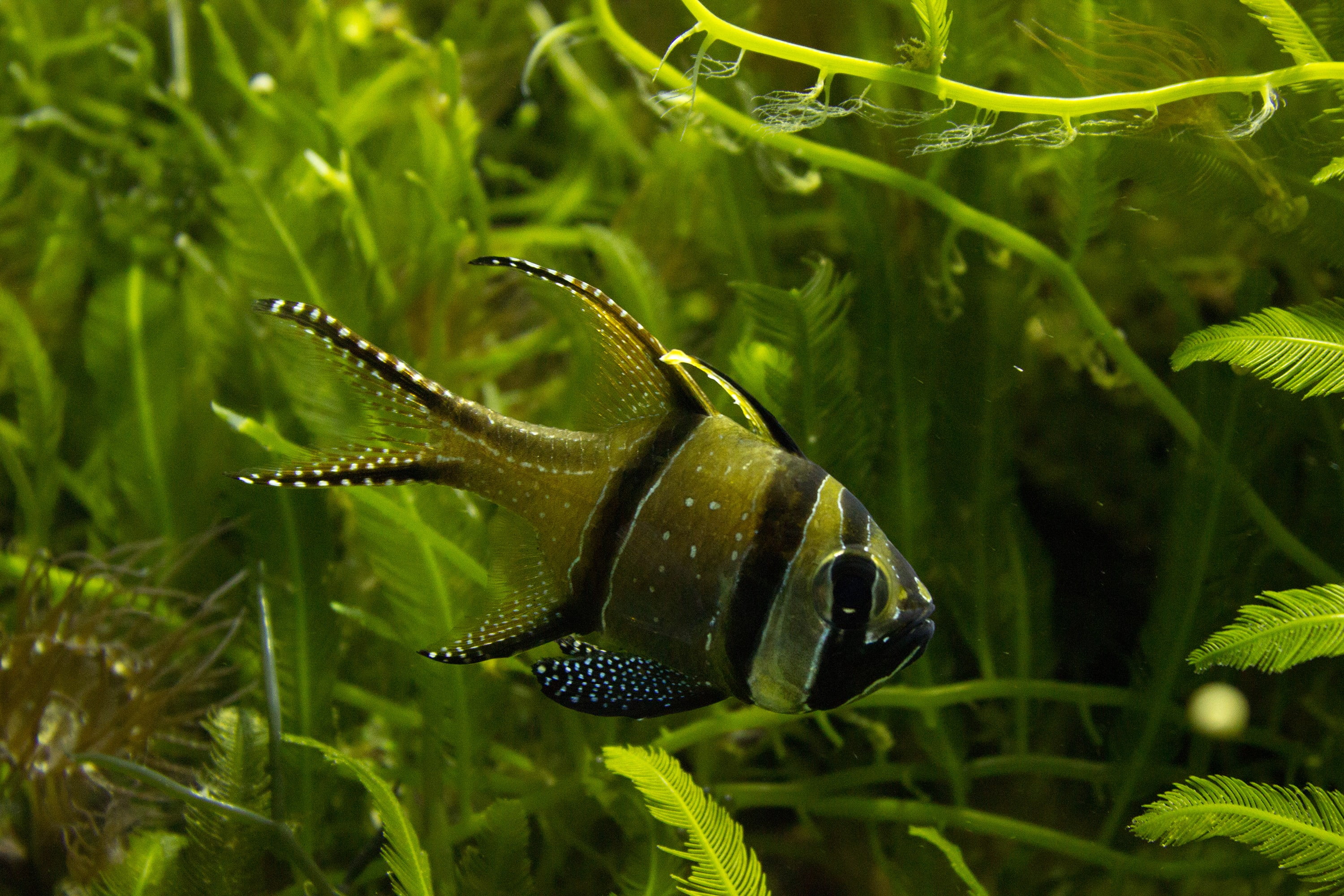 black, fish, fishbowls, animal themes, water, vertebrate, animal wildlife, green color, growth, beauty in nature, animals in the wild, nature, swimming, HD Wallpaper